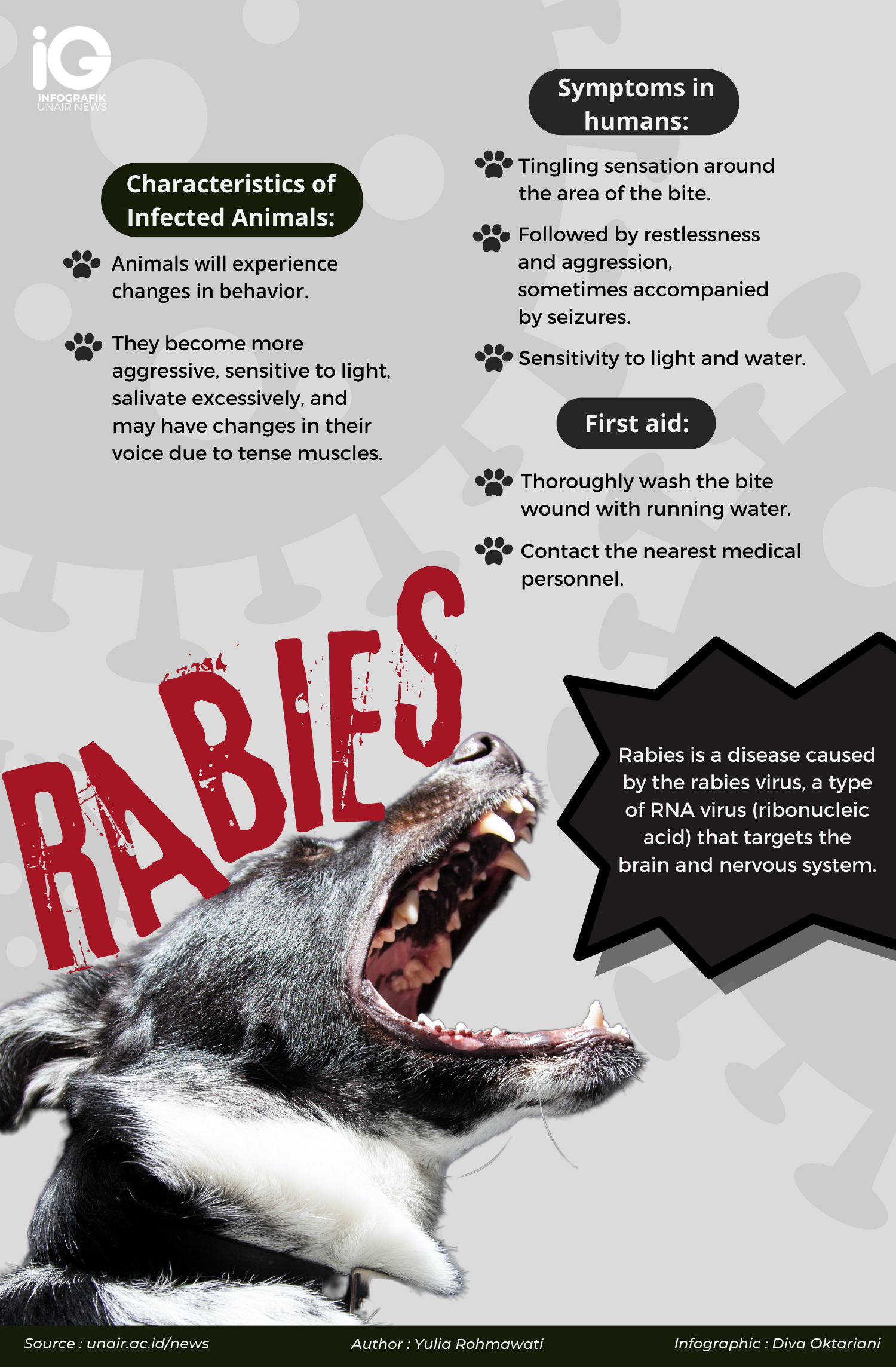 Recognizing The Common Signs Of Rabies In Animals And Humans