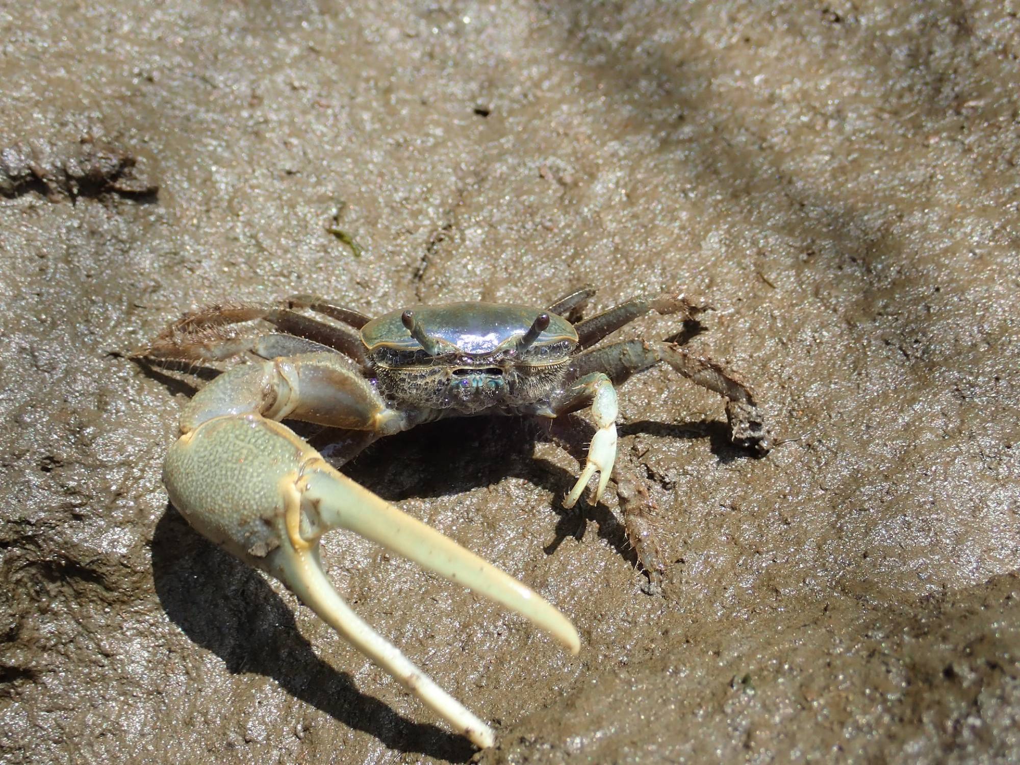 Crabs Pubic Lice Photos