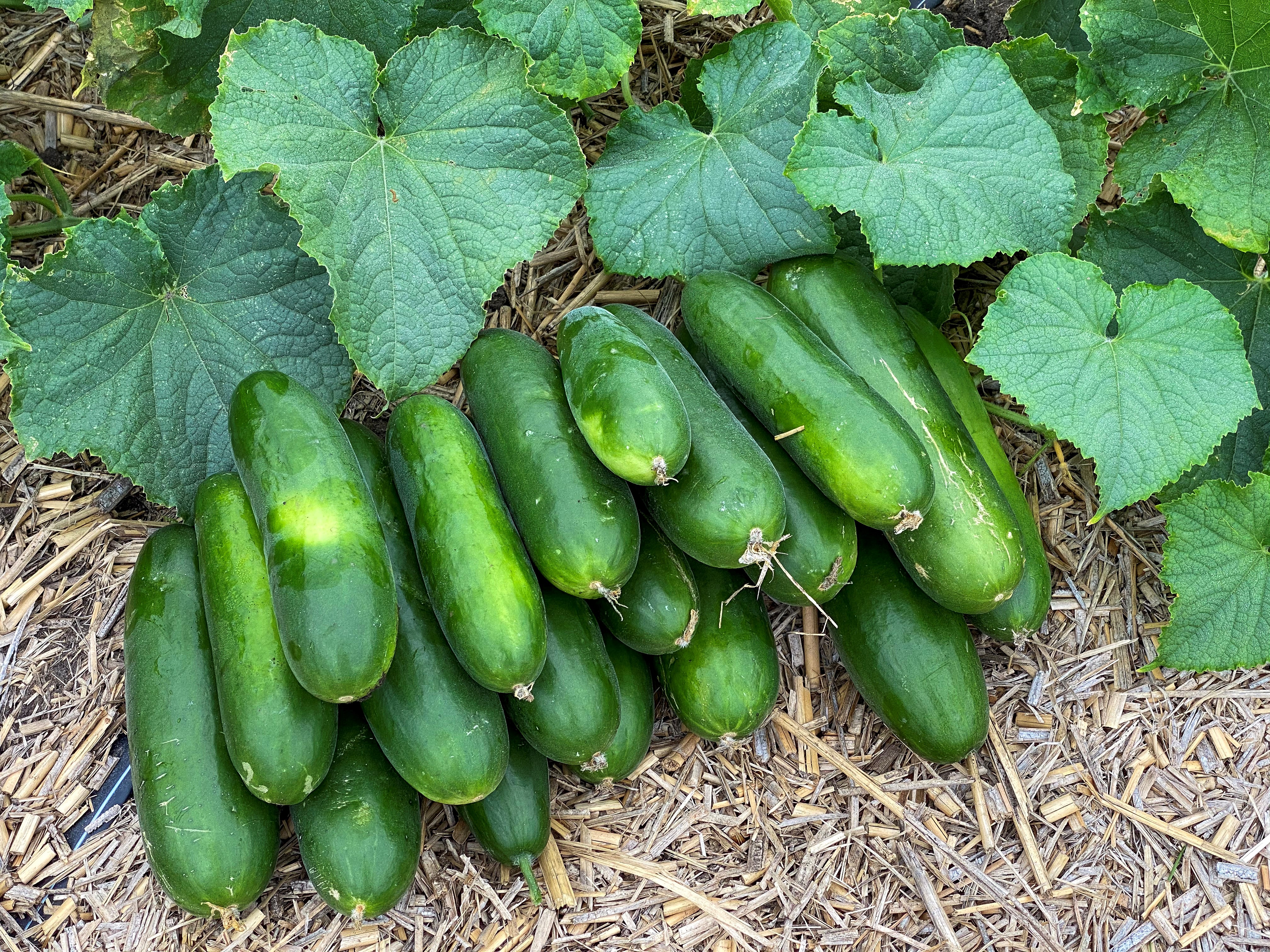 Cucumber How Many Carbs