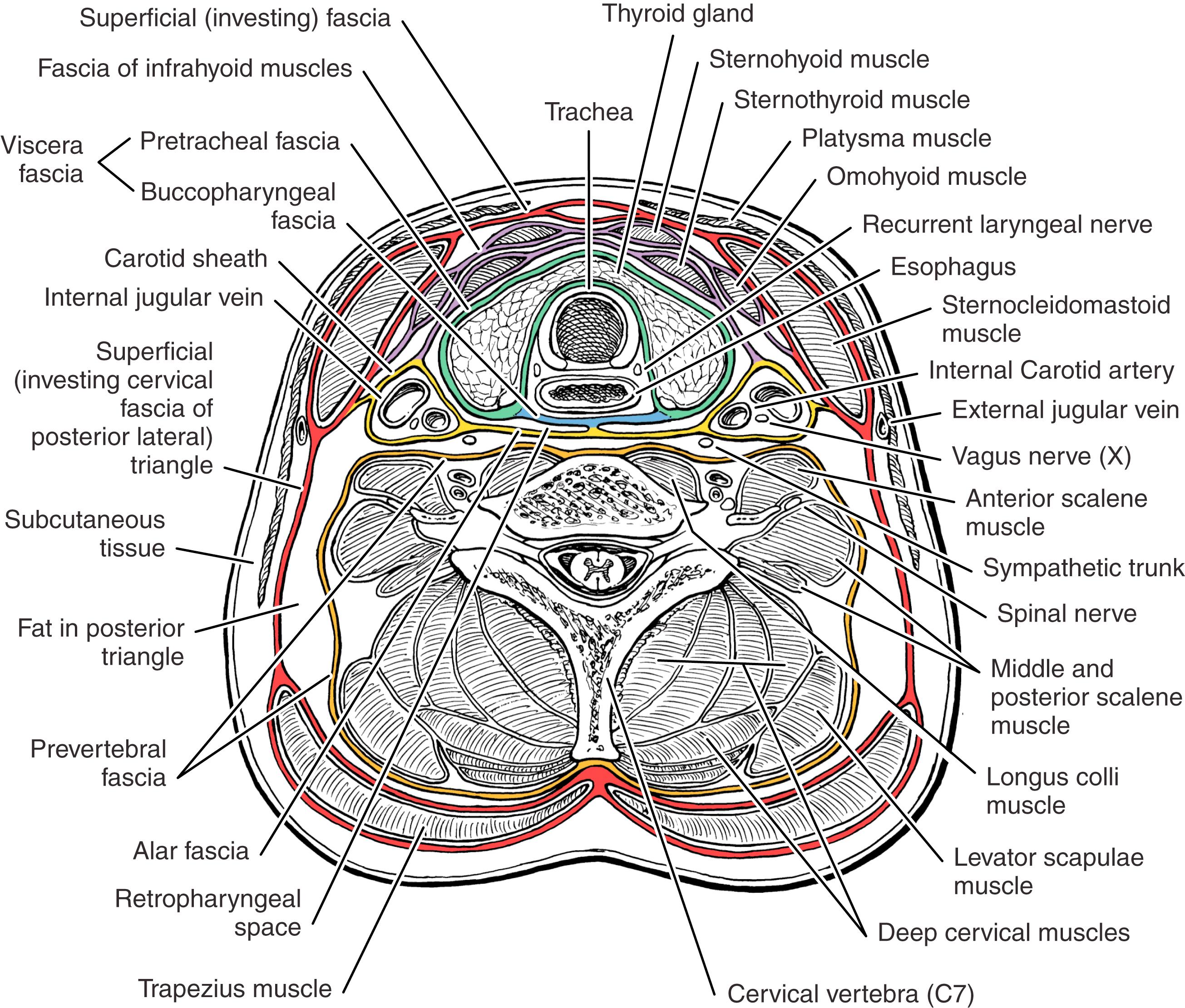 Cuello Ganglios Inflamados