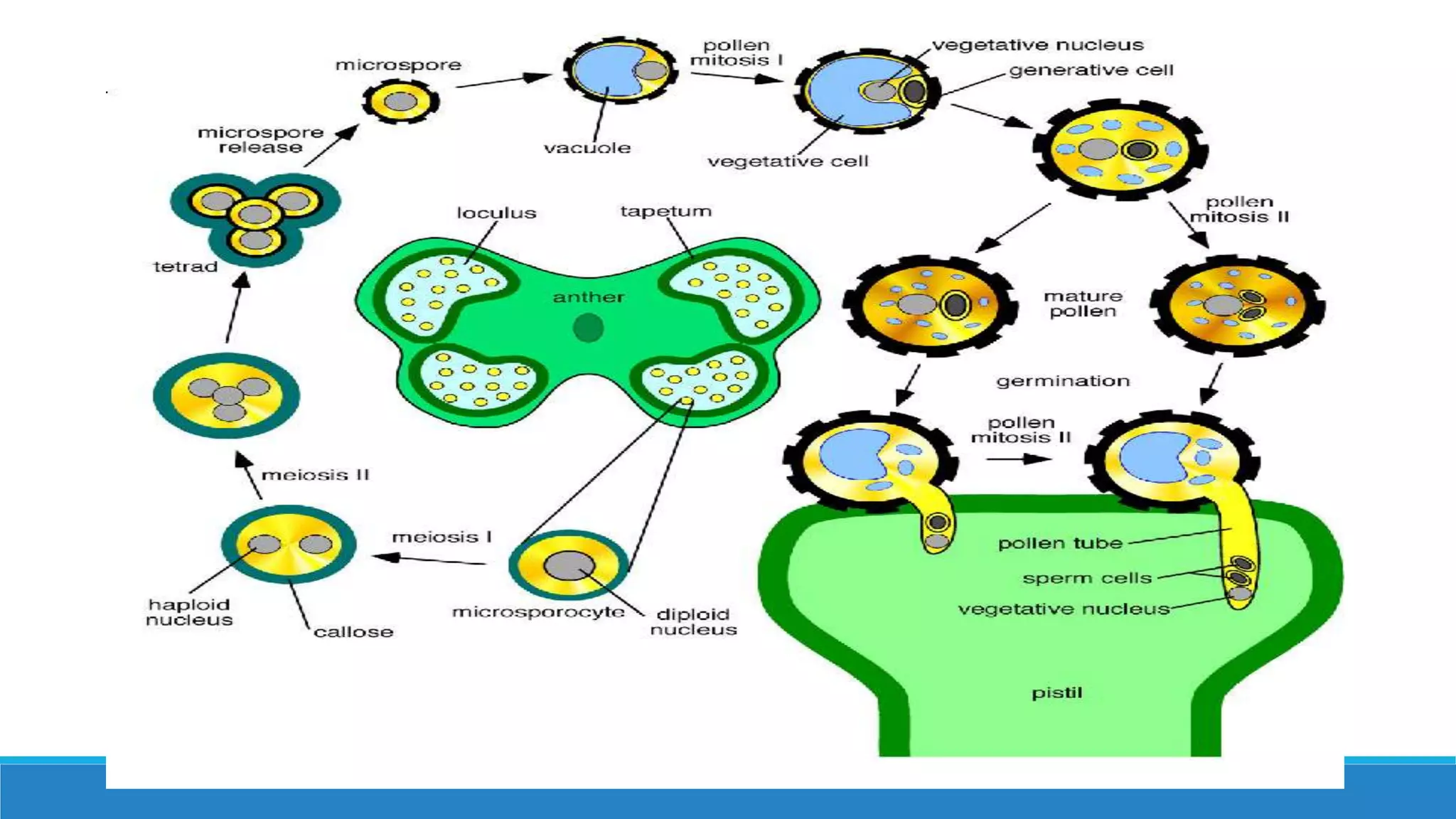 Understanding The Development Of Male Gametophyte In Angiosperms