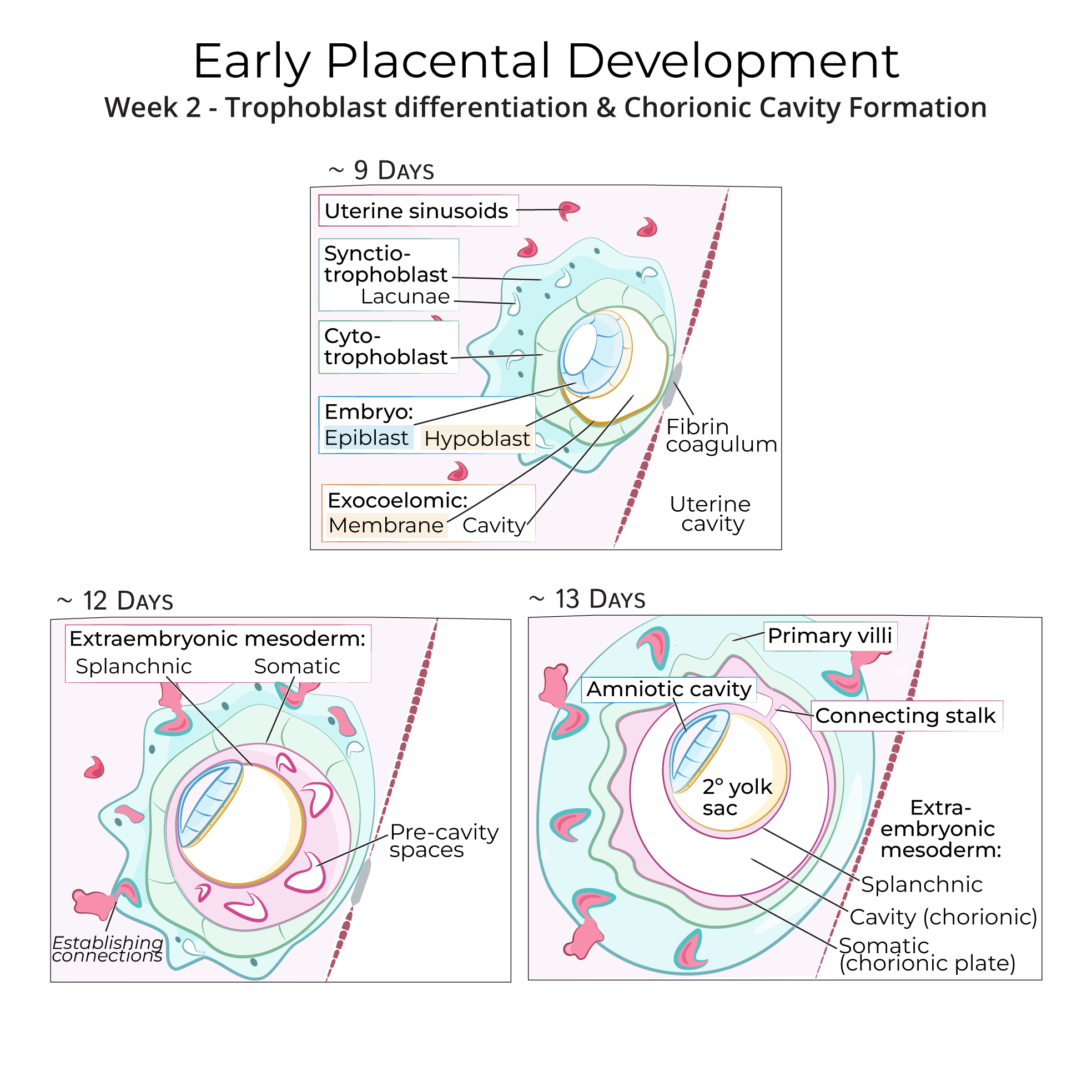 Understanding The Development Of Placenta: A Comprehensive Guide