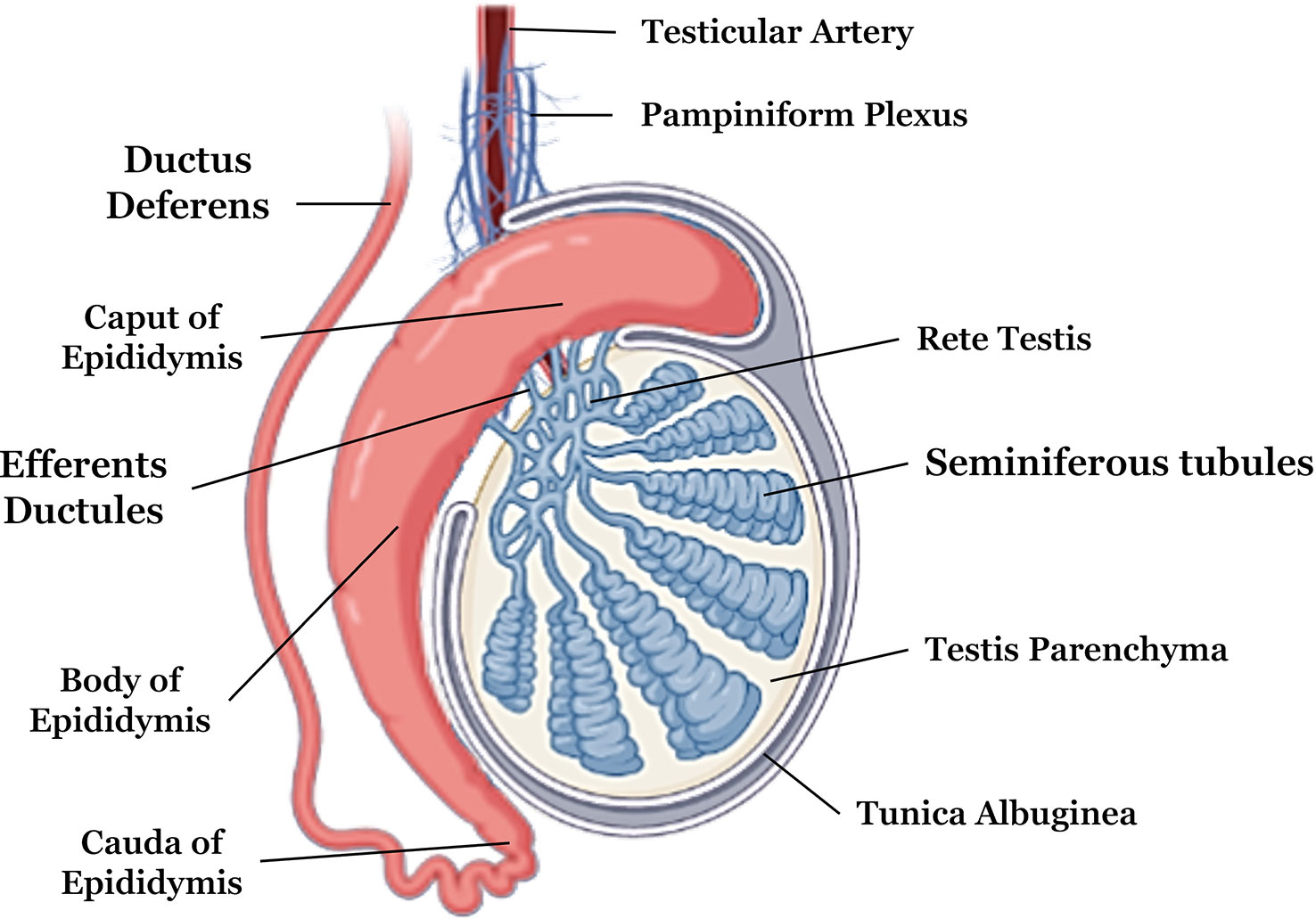 Understanding The Development Of Testis: A Biological Overview