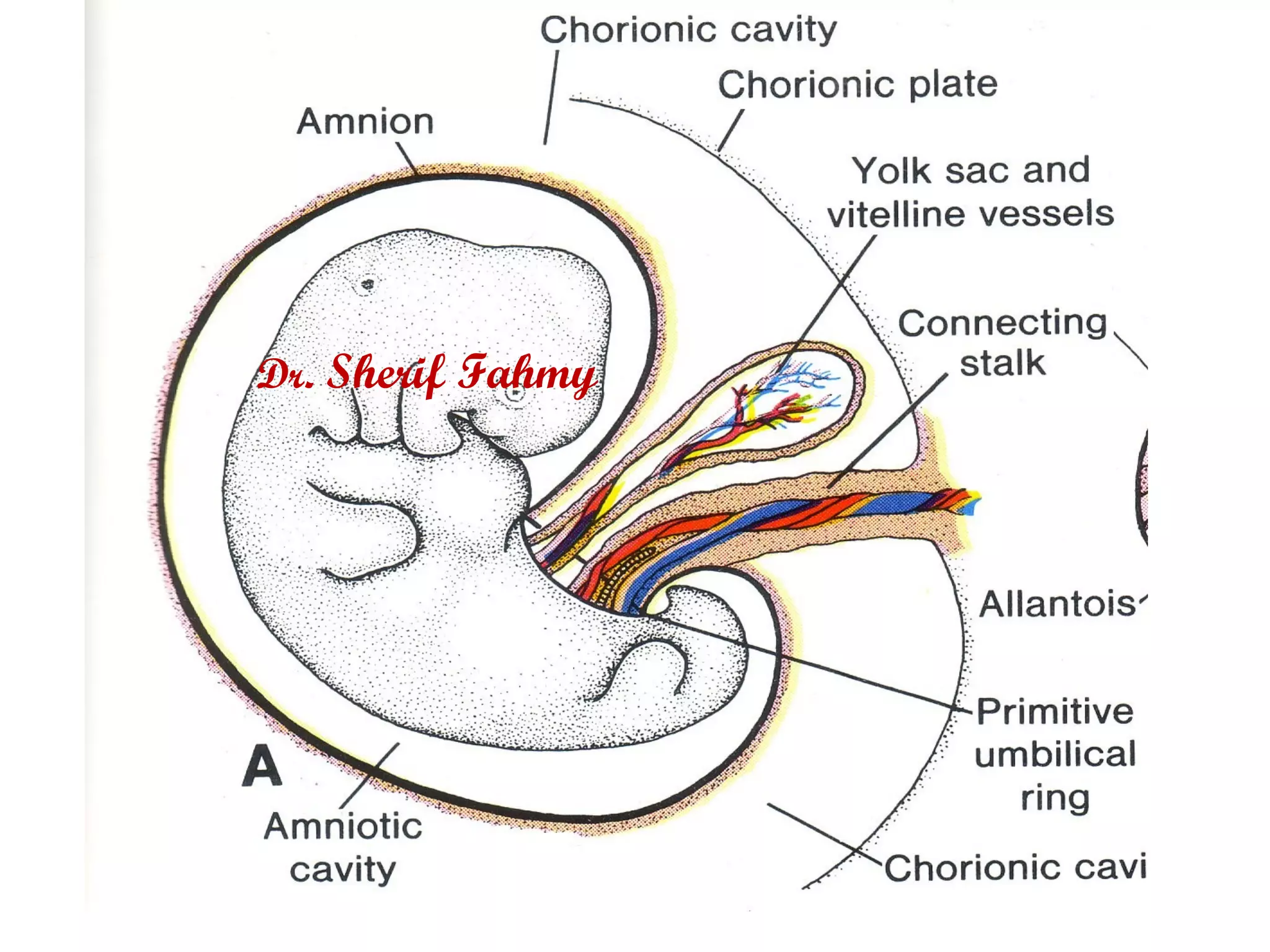 The Development Of The Umbilical Cord: A Simple Guide To Fetal Growth