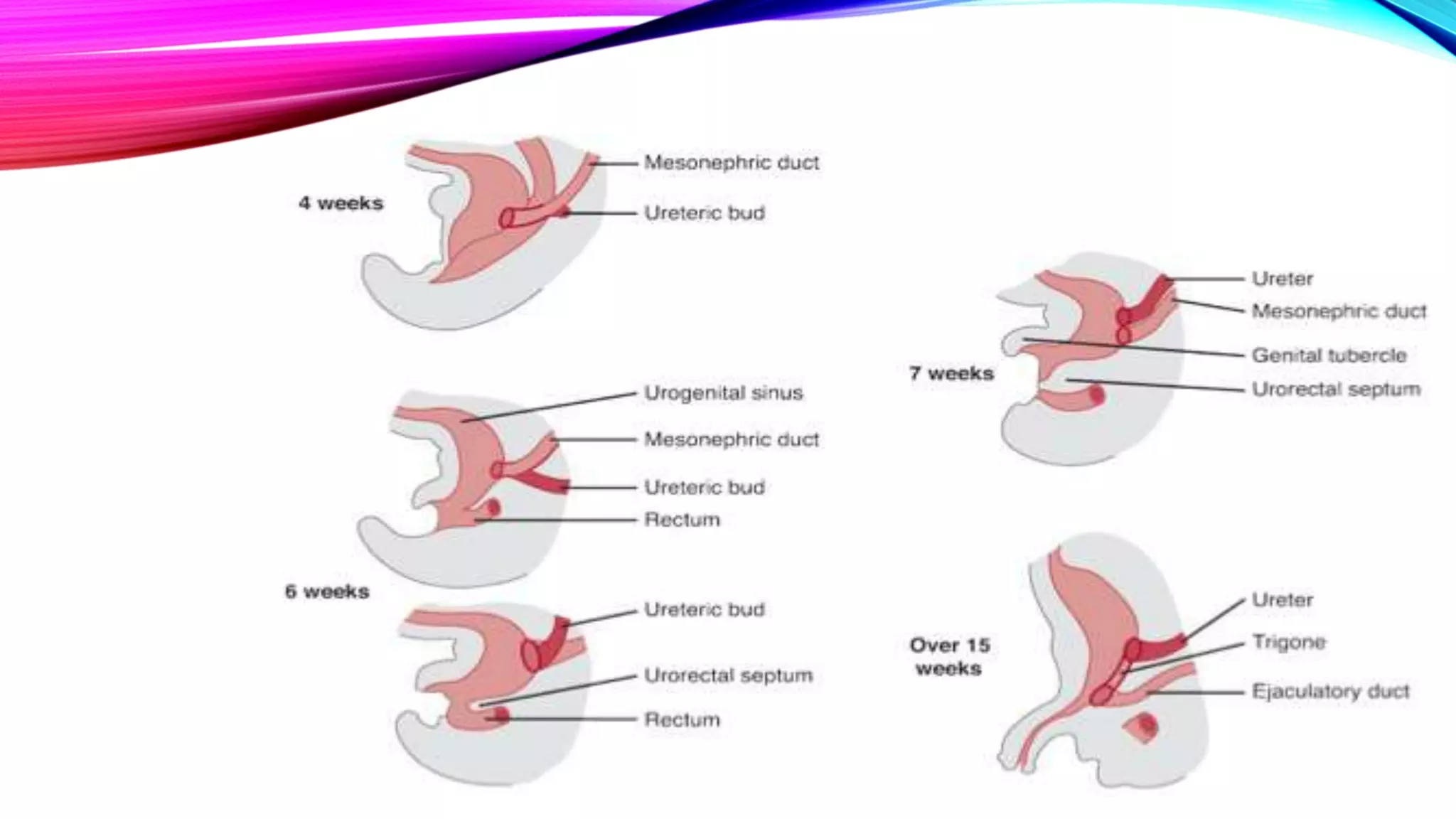 The Embryonic Development Of The Urinary Bladder Explained