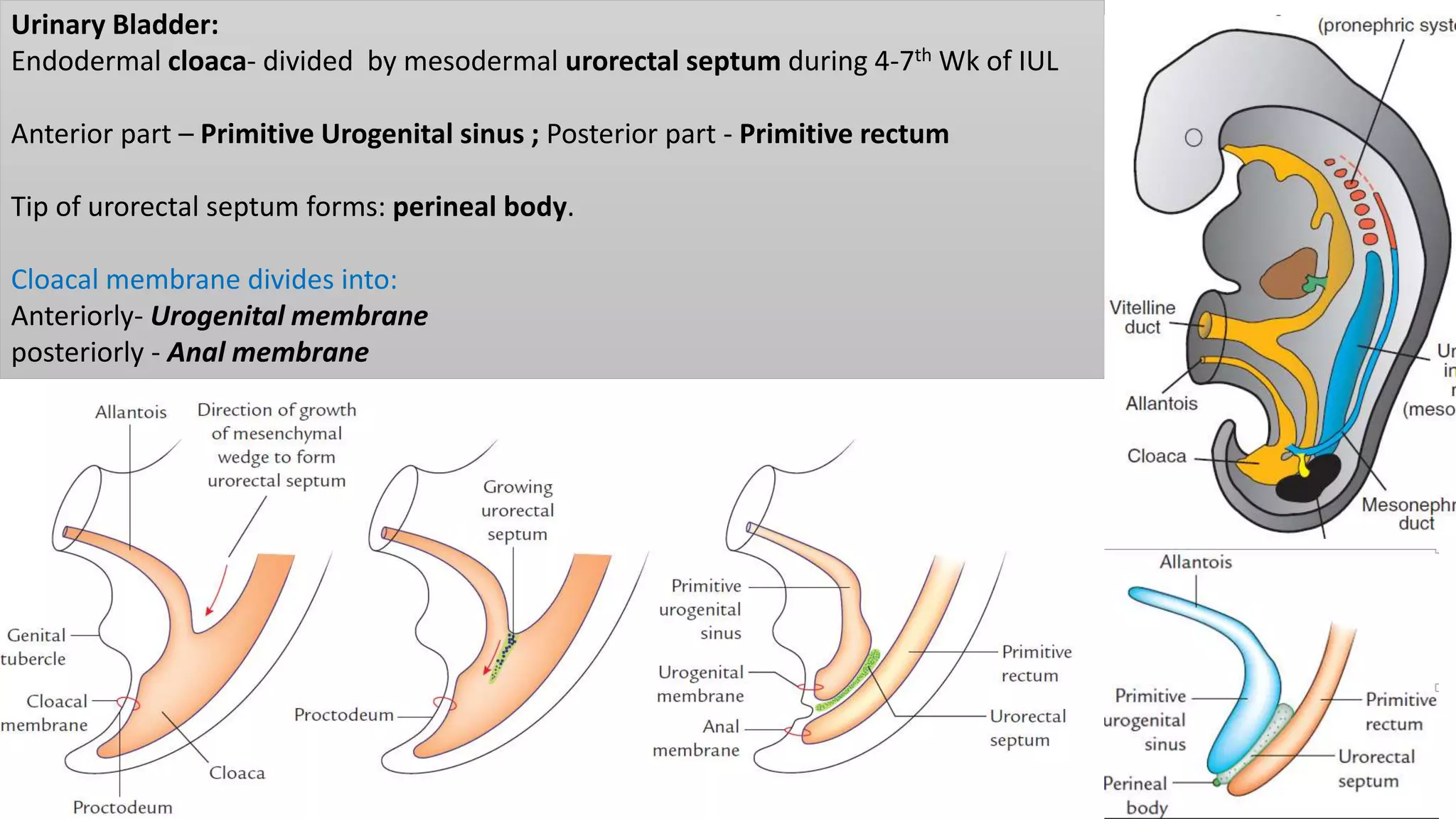 Understanding The Development Of The Urogenital System