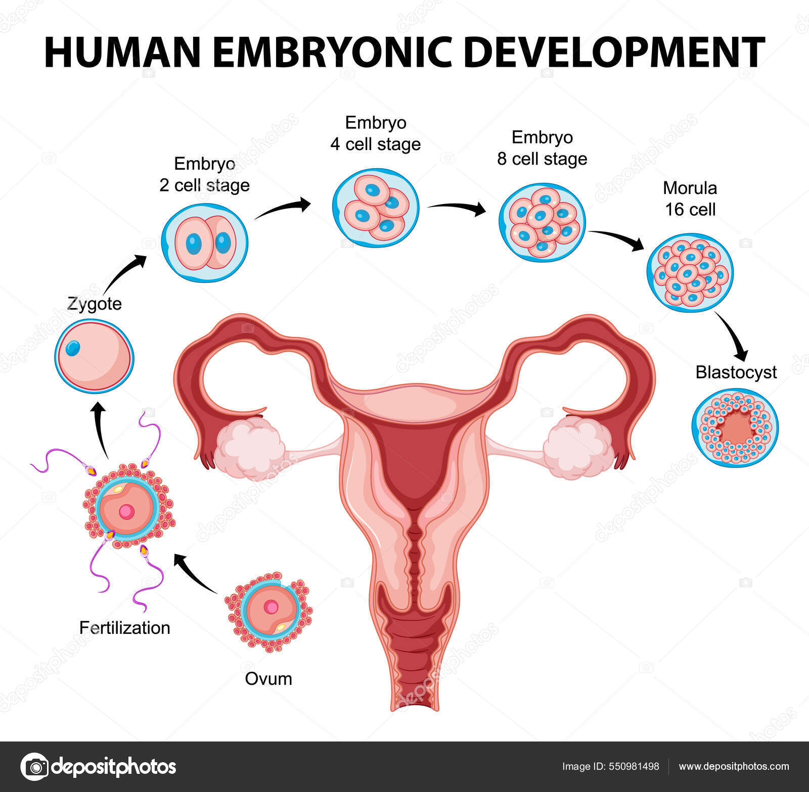 From Zygote To Structure: The Development Of Uterus Embryology