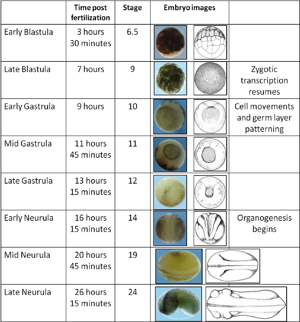 Understanding The Complex Development Of Xenopus Laevis