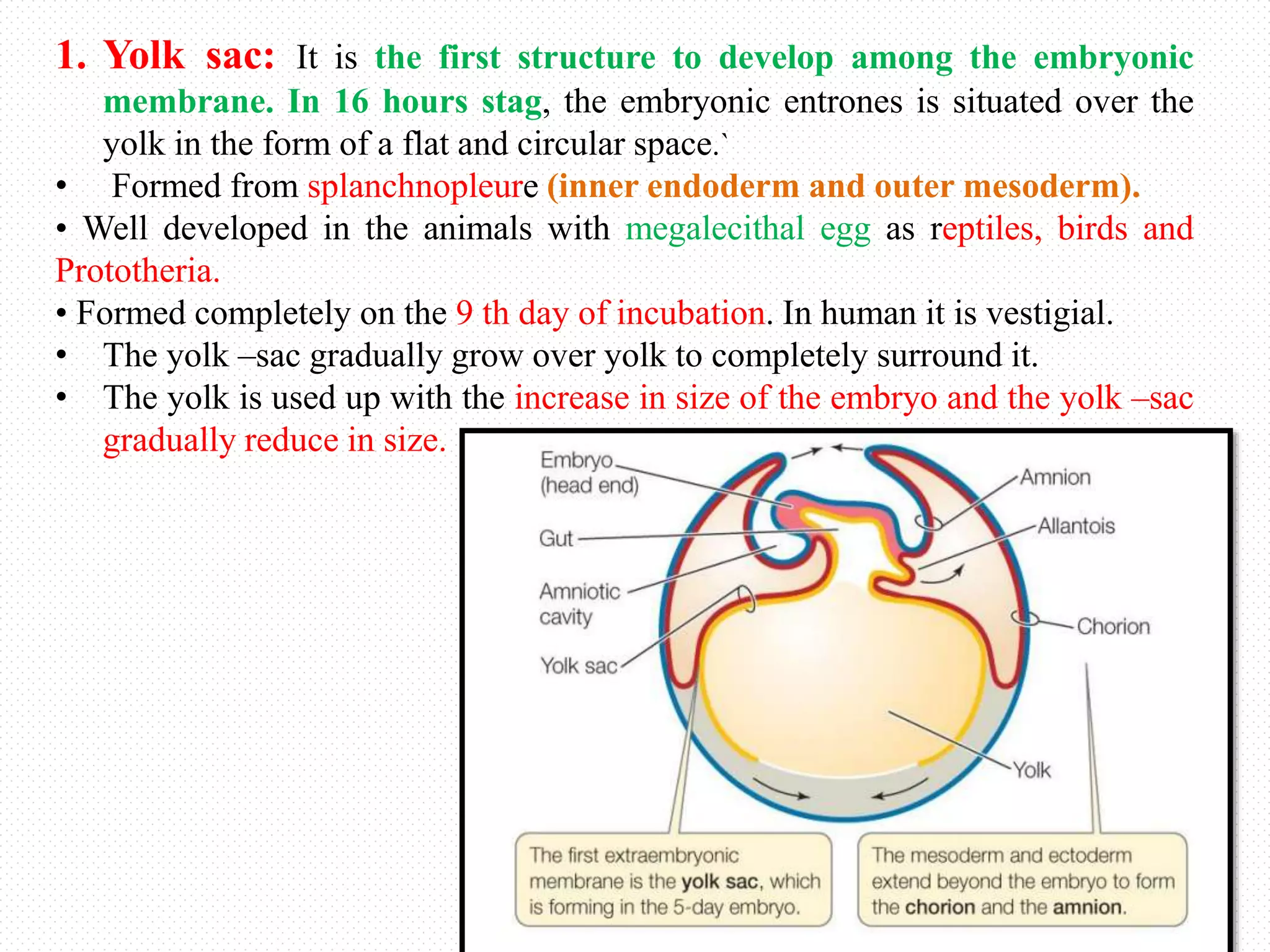Understanding The Development Of The Yolk Sac In Chicks