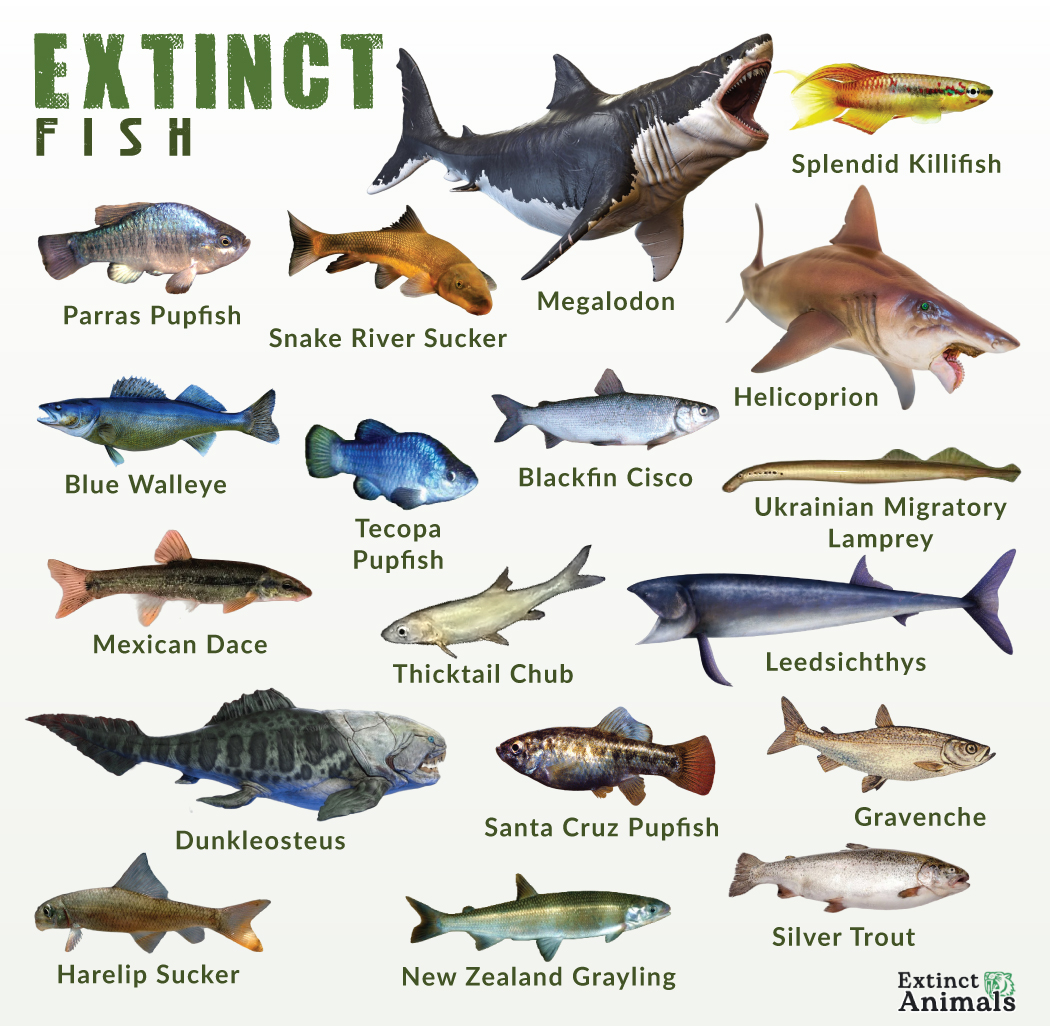 Do Fish Qualify As Animals? The Scientific Fact Explained