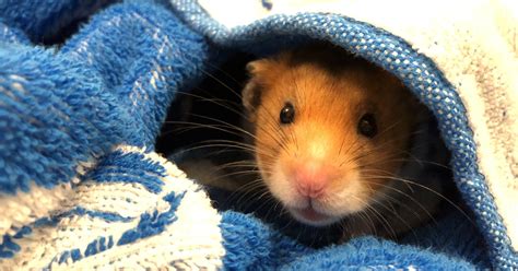 Do Hamsters Hibernate If They Get Cold