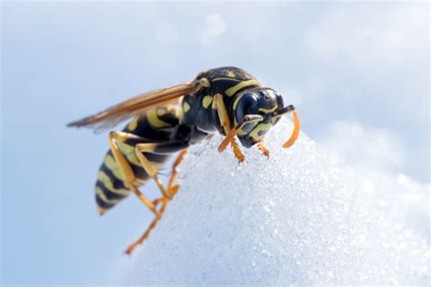 Do Wasps Die In Winter Or Hibernate