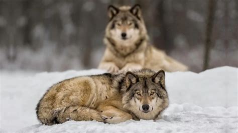 Do Wolves Hibernate In The Winter