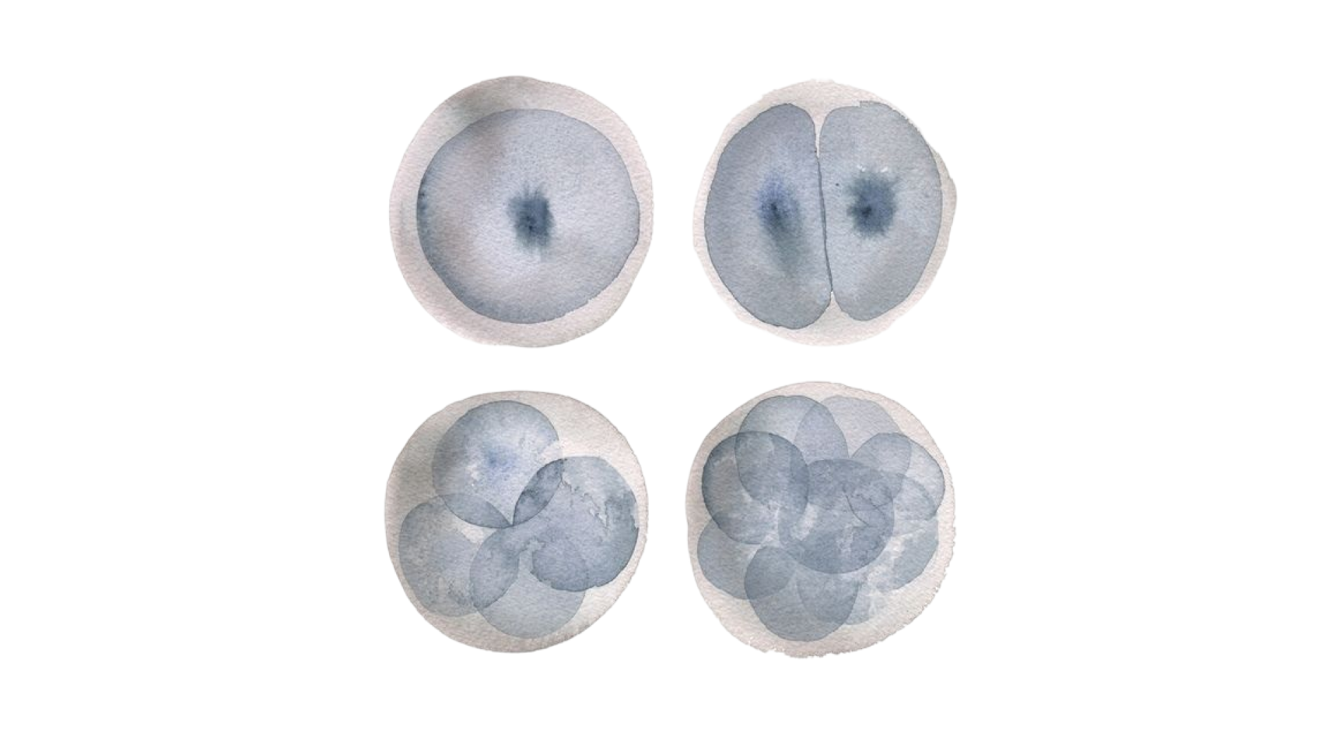 Does Freezing Eggs Stop Periods? The Facts For 2026
