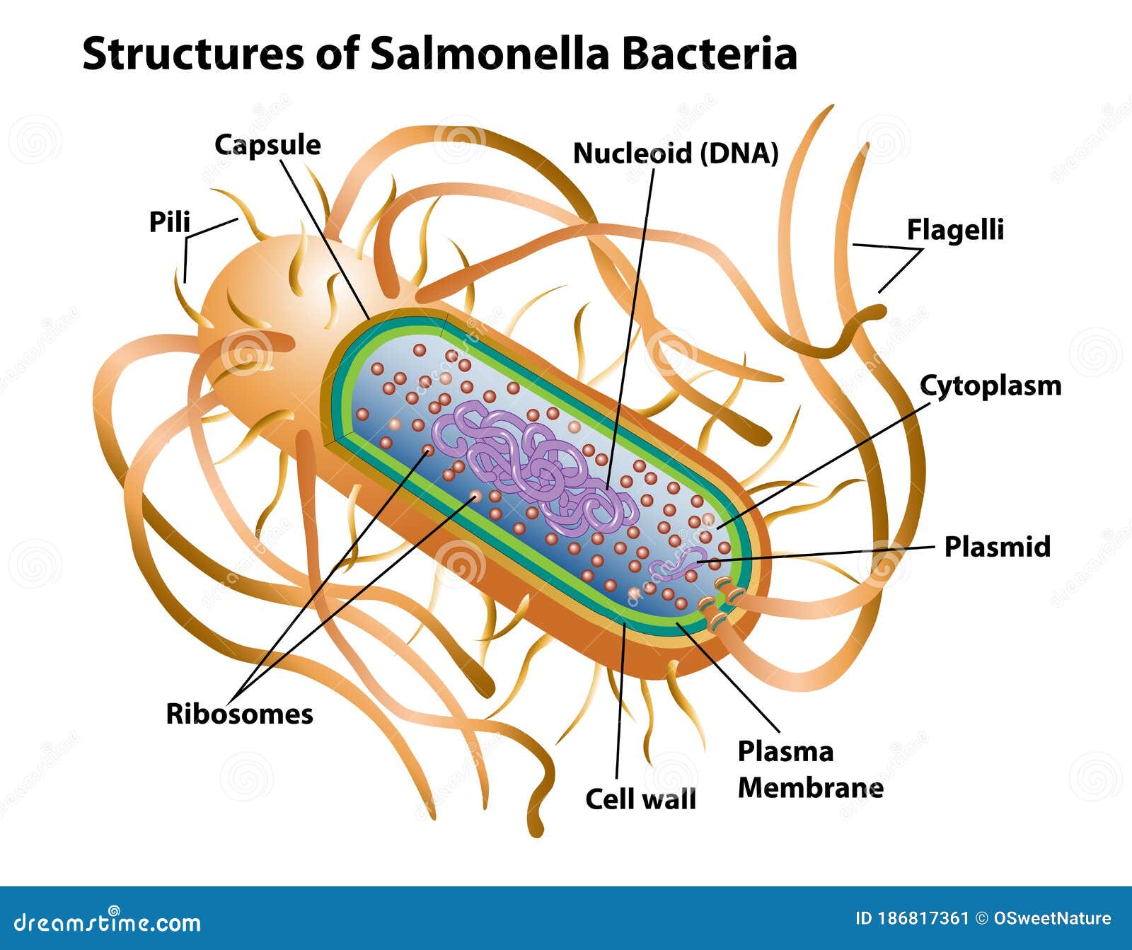 Does Freezing Really Kill Salmonella? The Science Explained