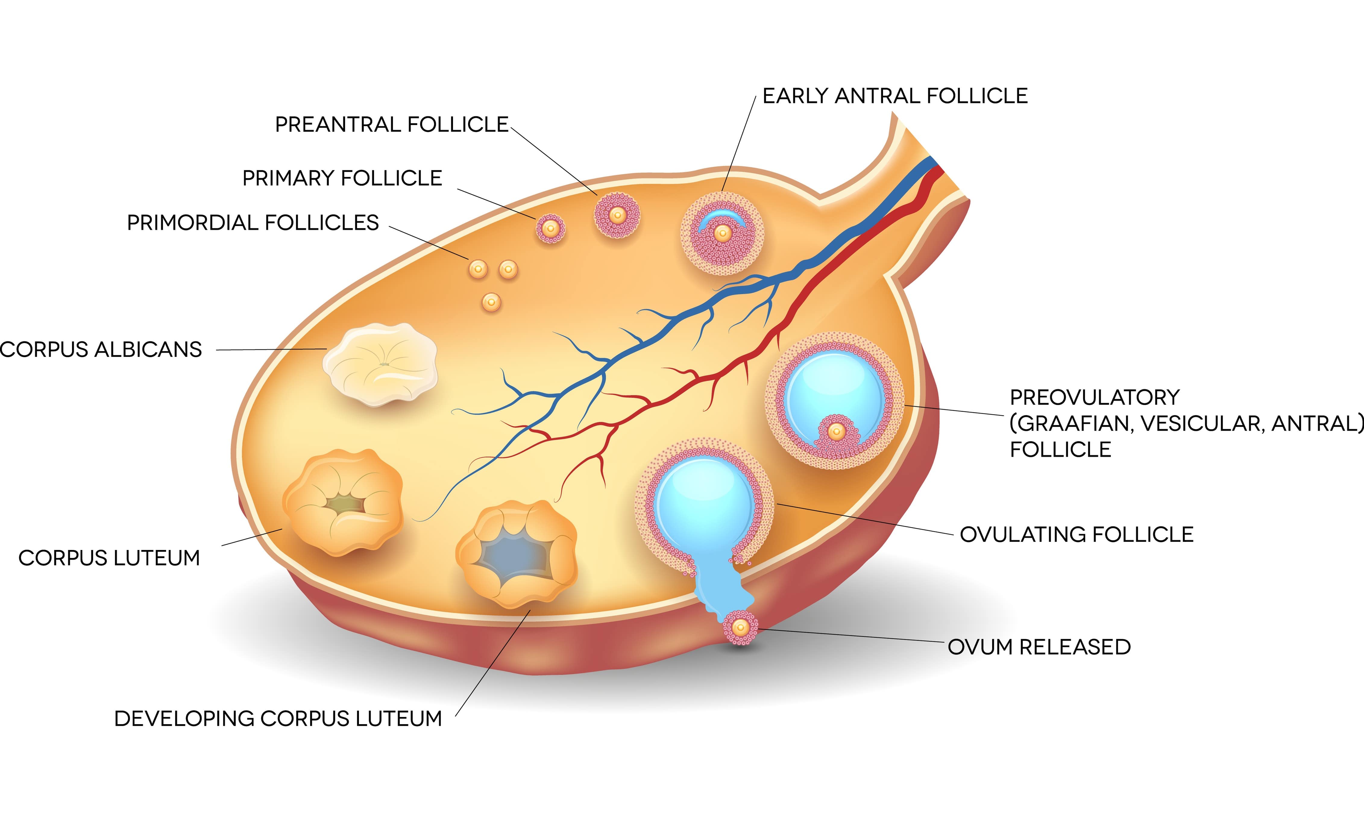 Understanding Your Dominant Follicle In The Left Ovary