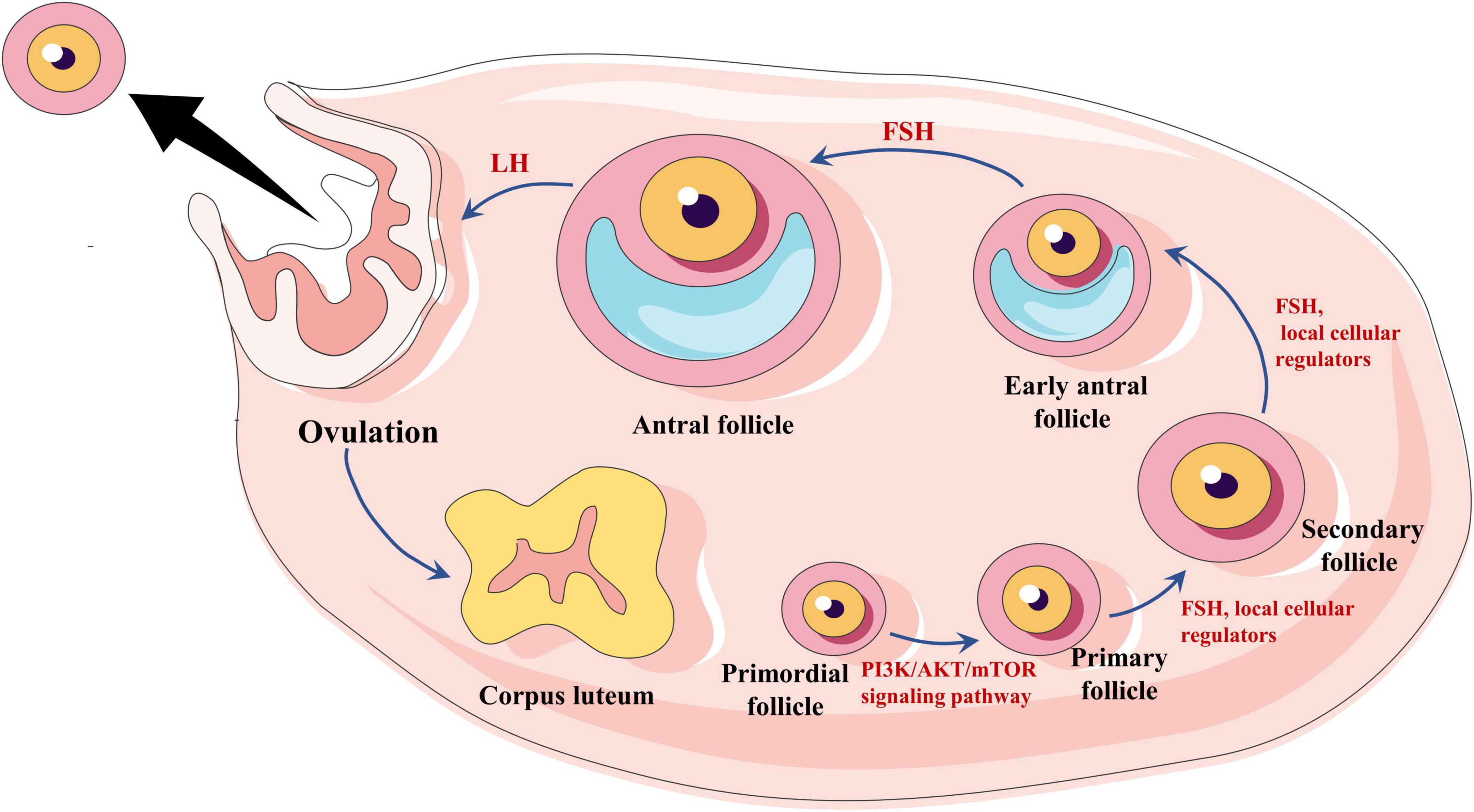 What Does A Dominant Follicle Look Like On An Ultrasound?