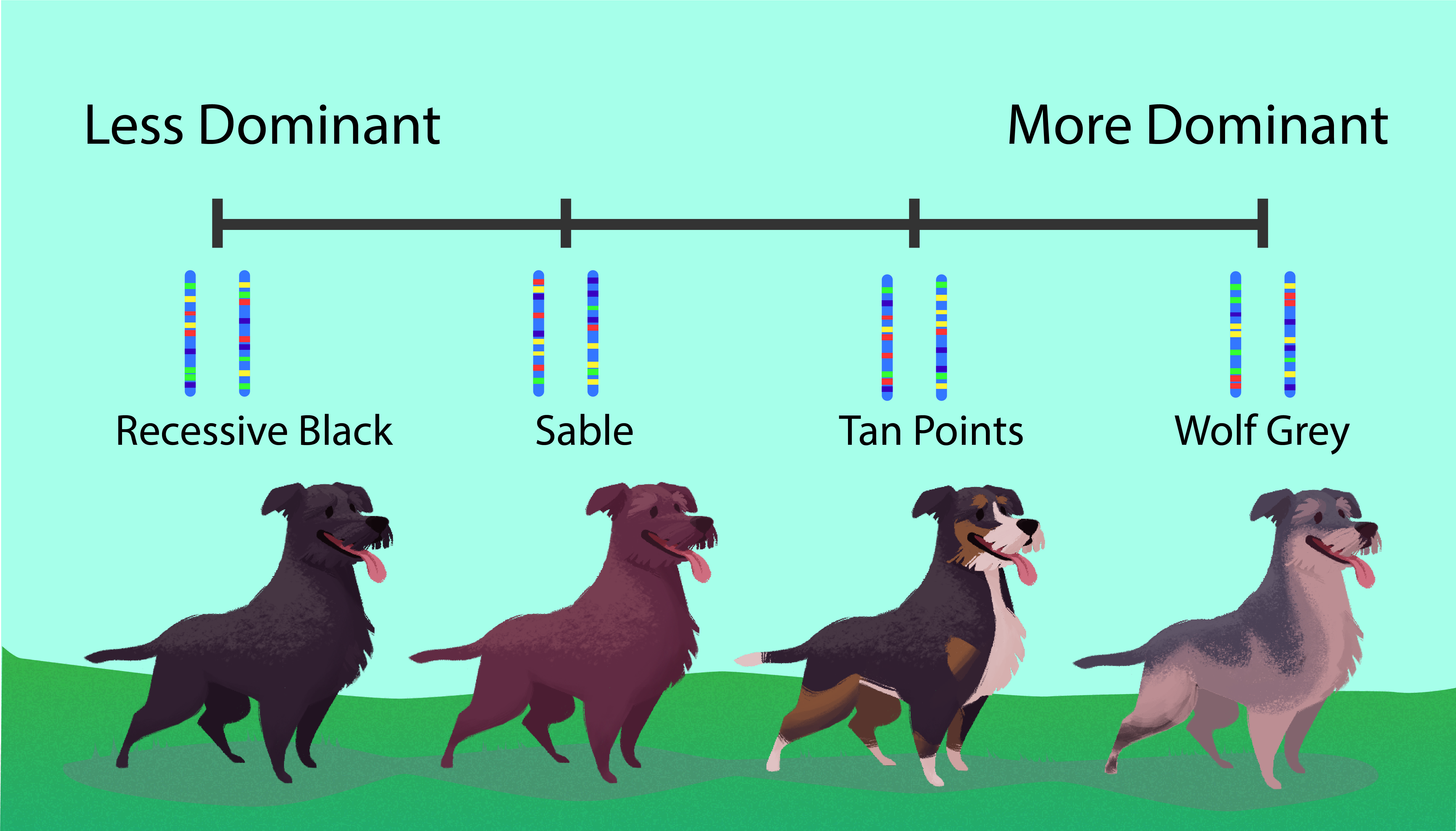 Dominant In Biology: A Simple Guide To Genetic Traits