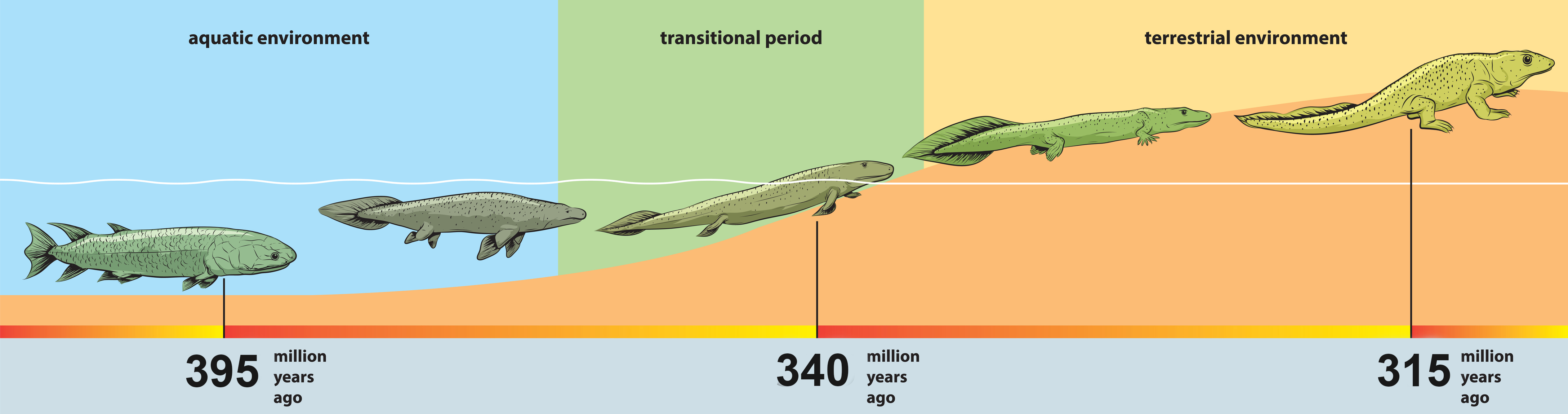 Beyond The Seas: Identifying The Earliest Known Land Animal