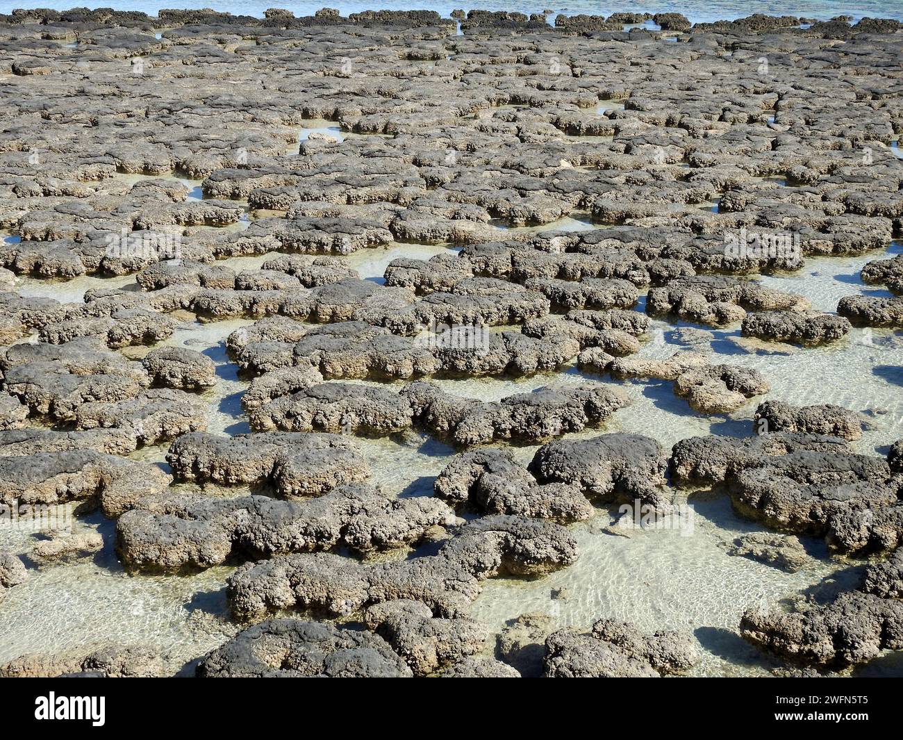 Unearthing The Earliest Known Life On Earth
