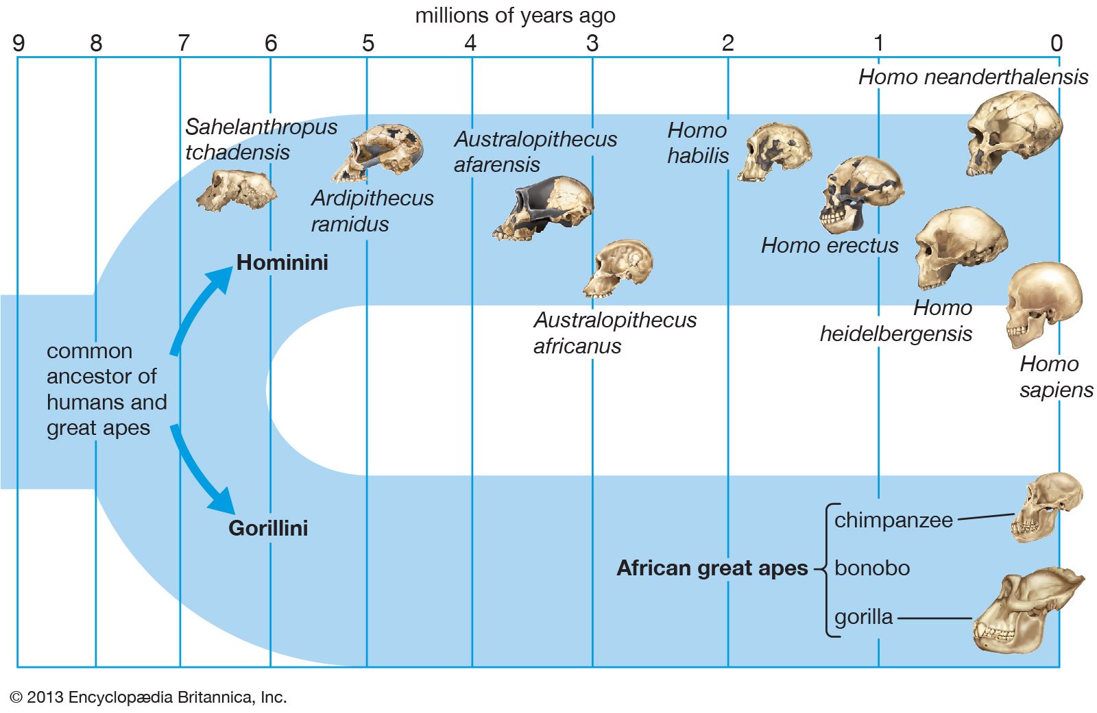 Who Was The Earliest Known Man? Uncovering Human Origins