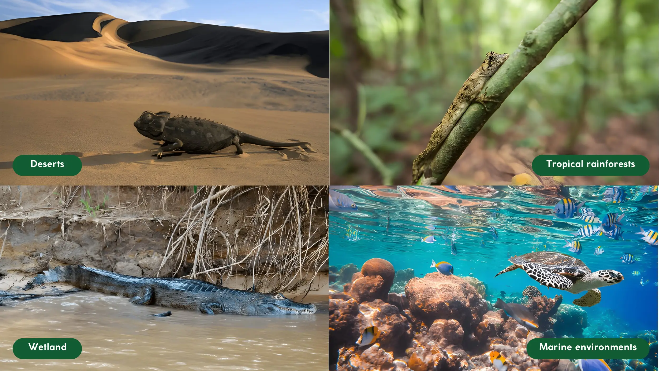 Ecosystem Questions And Answers Class 12