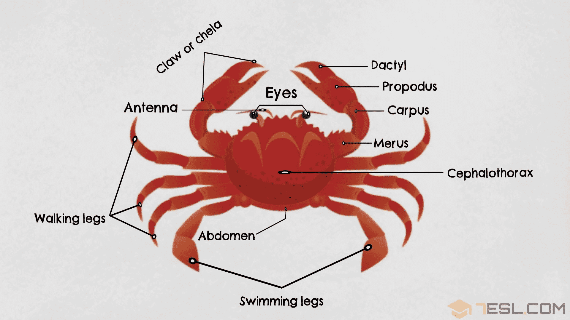 Crab Anatomy 101: Which Parts Are Actually Edible?