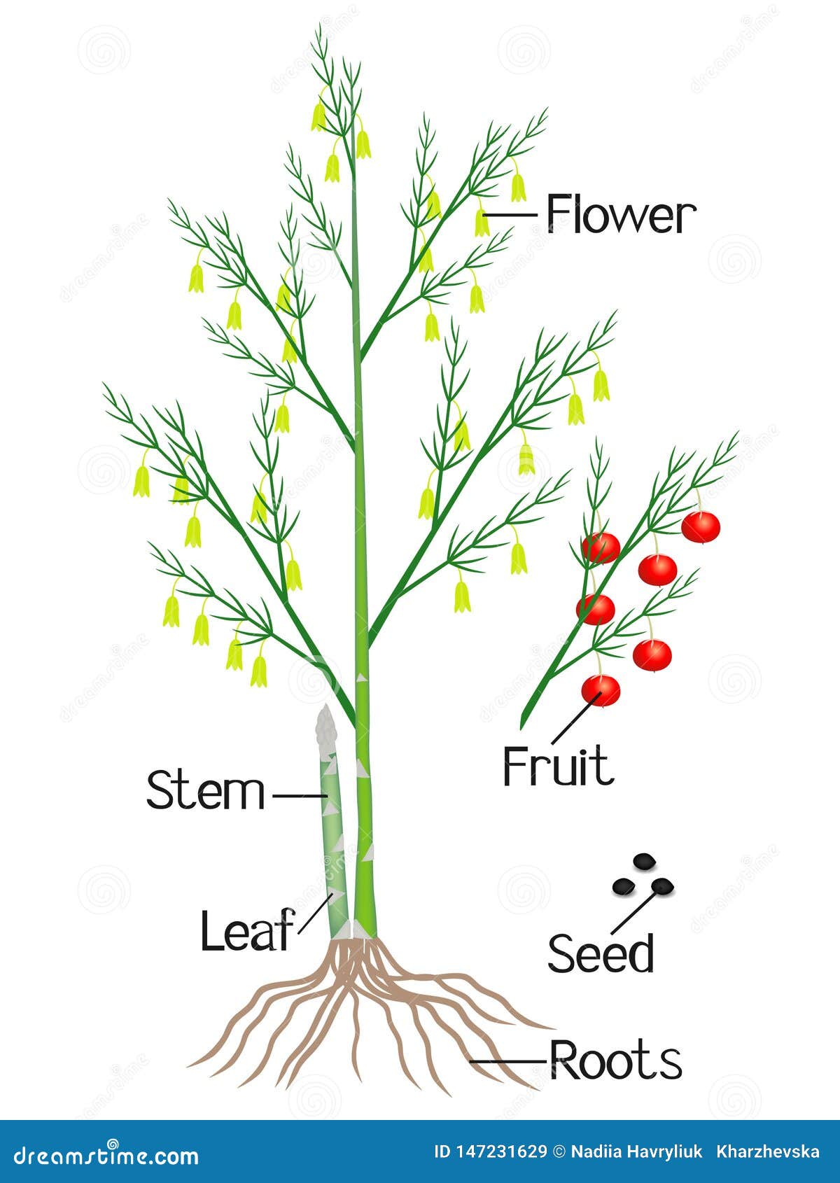 Beyond The Spear: Identifying The Edible Parts Of Asparagus