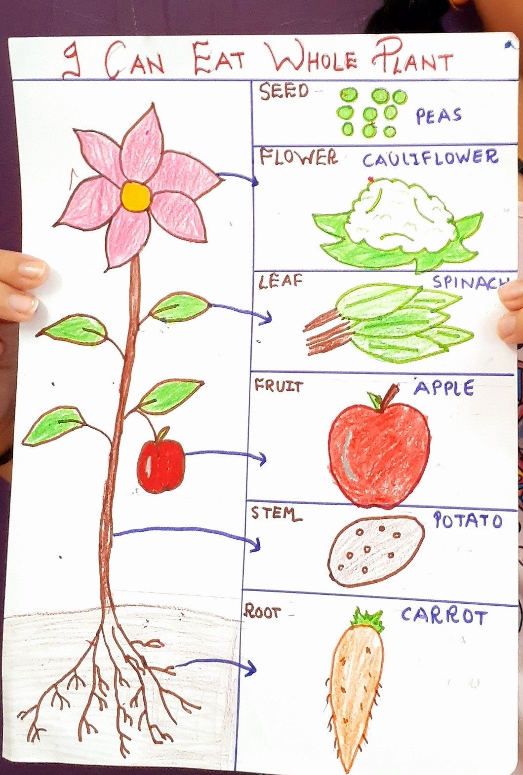 Beyond The Fruit: A Guide To The Edible Parts Of Different Plants