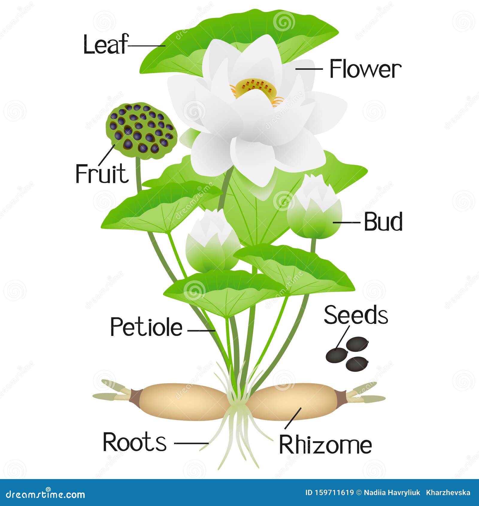 From Root To Petal: The Edible Parts Of Lotus Flower Explained
