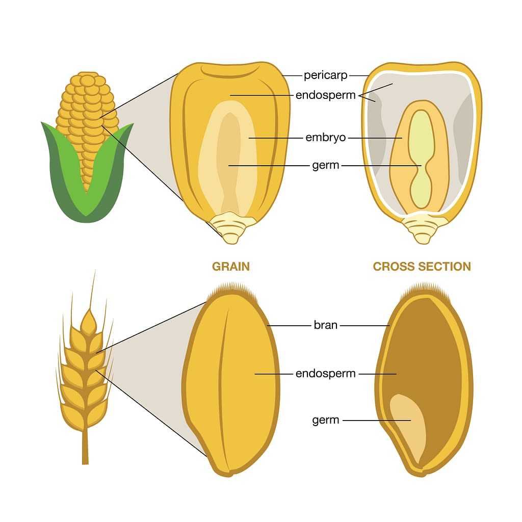 Beyond The Kernel: A Guide To The Edible Parts Of Maize
