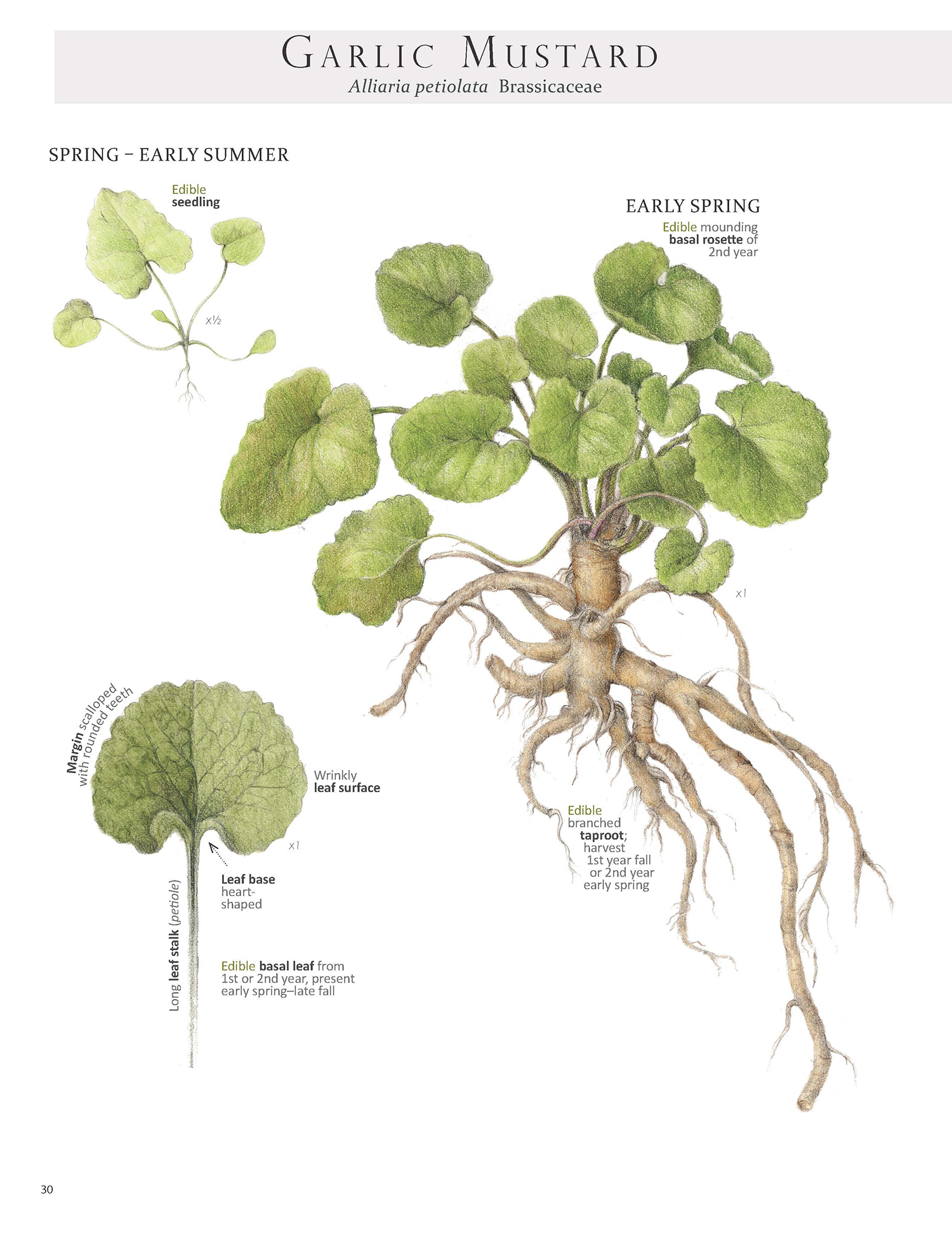 Beyond The Seeds: The Edible Parts Of The Mustard Plant