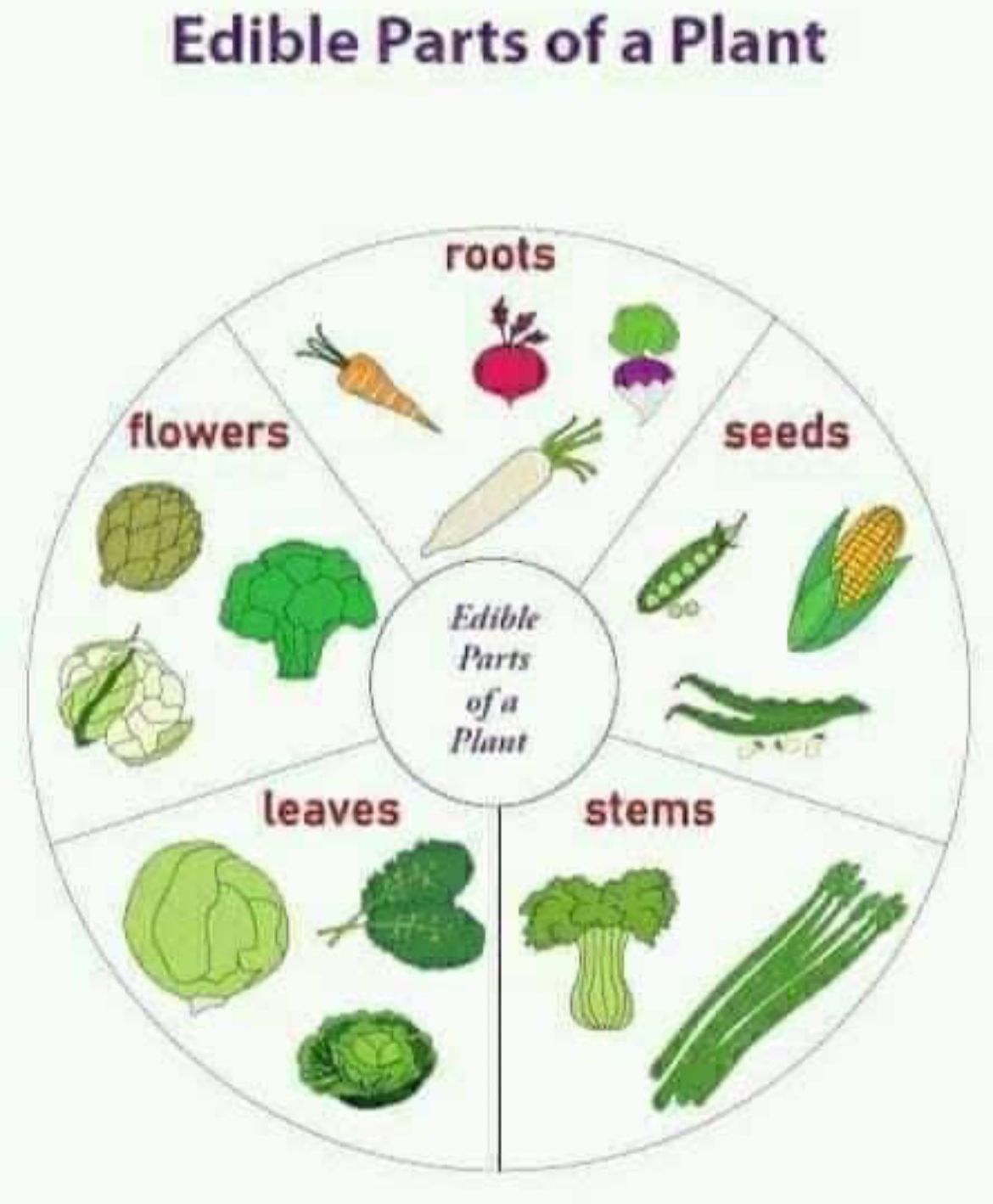 The Essential Guide To Every Edible Part Of Plants