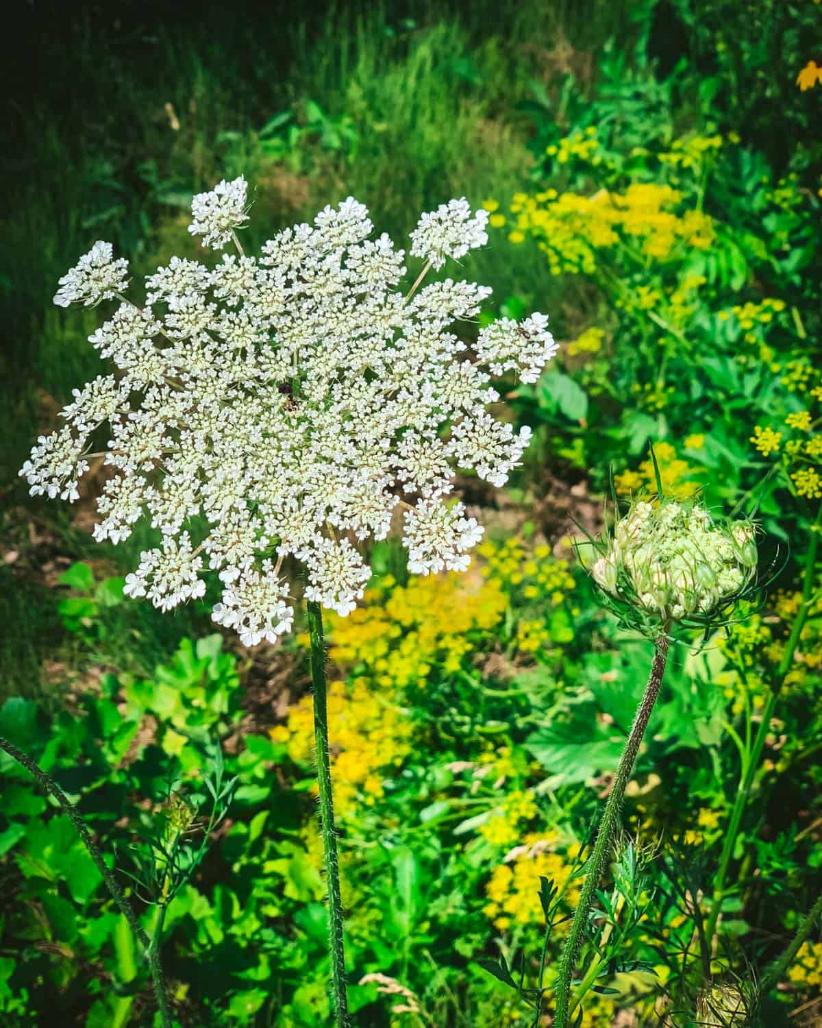 Queen Anne’s Lace: Identifying The Safe Edible Parts