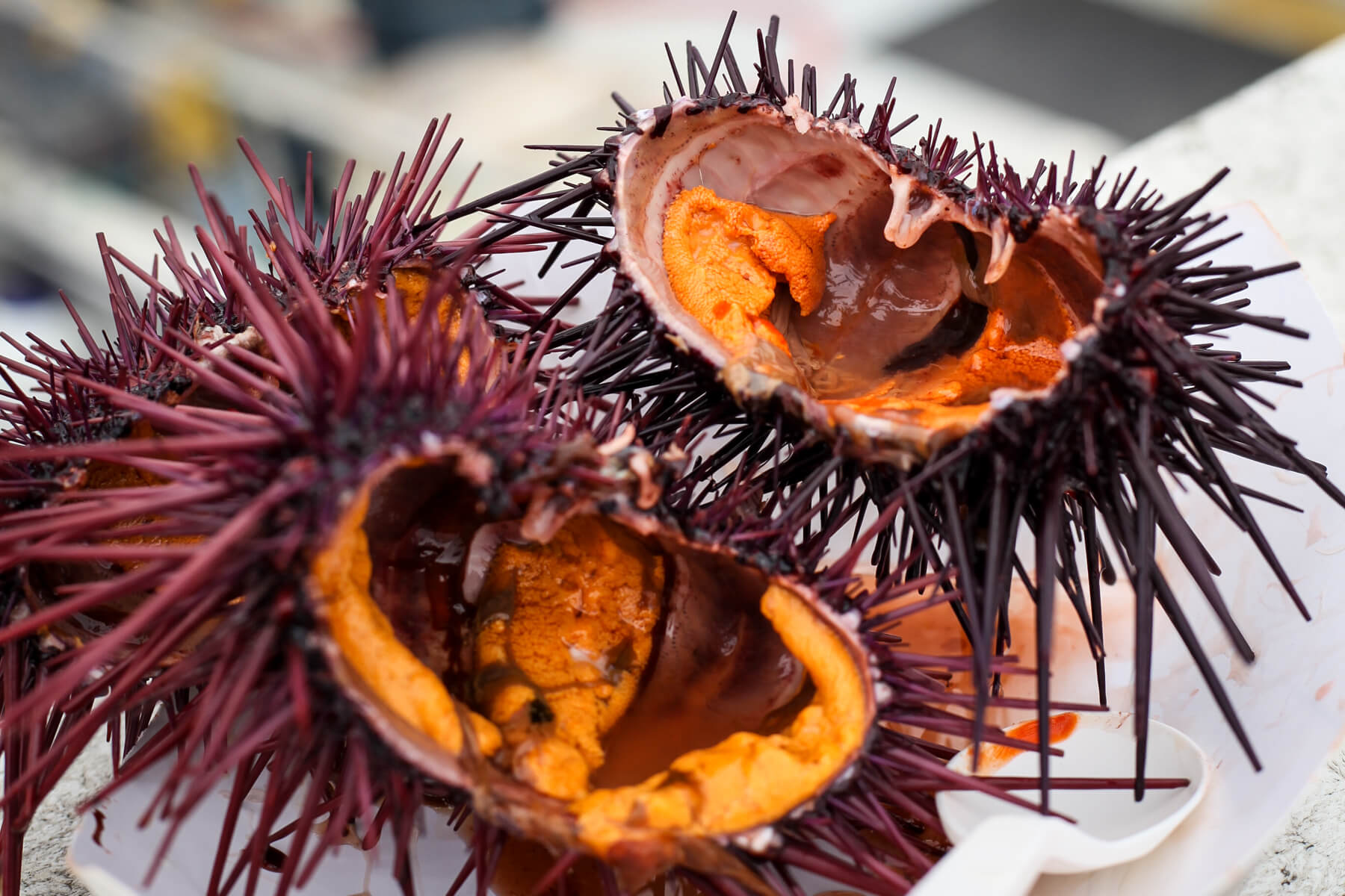 The Essential Guide To The Edible Parts Of Sea Urchin