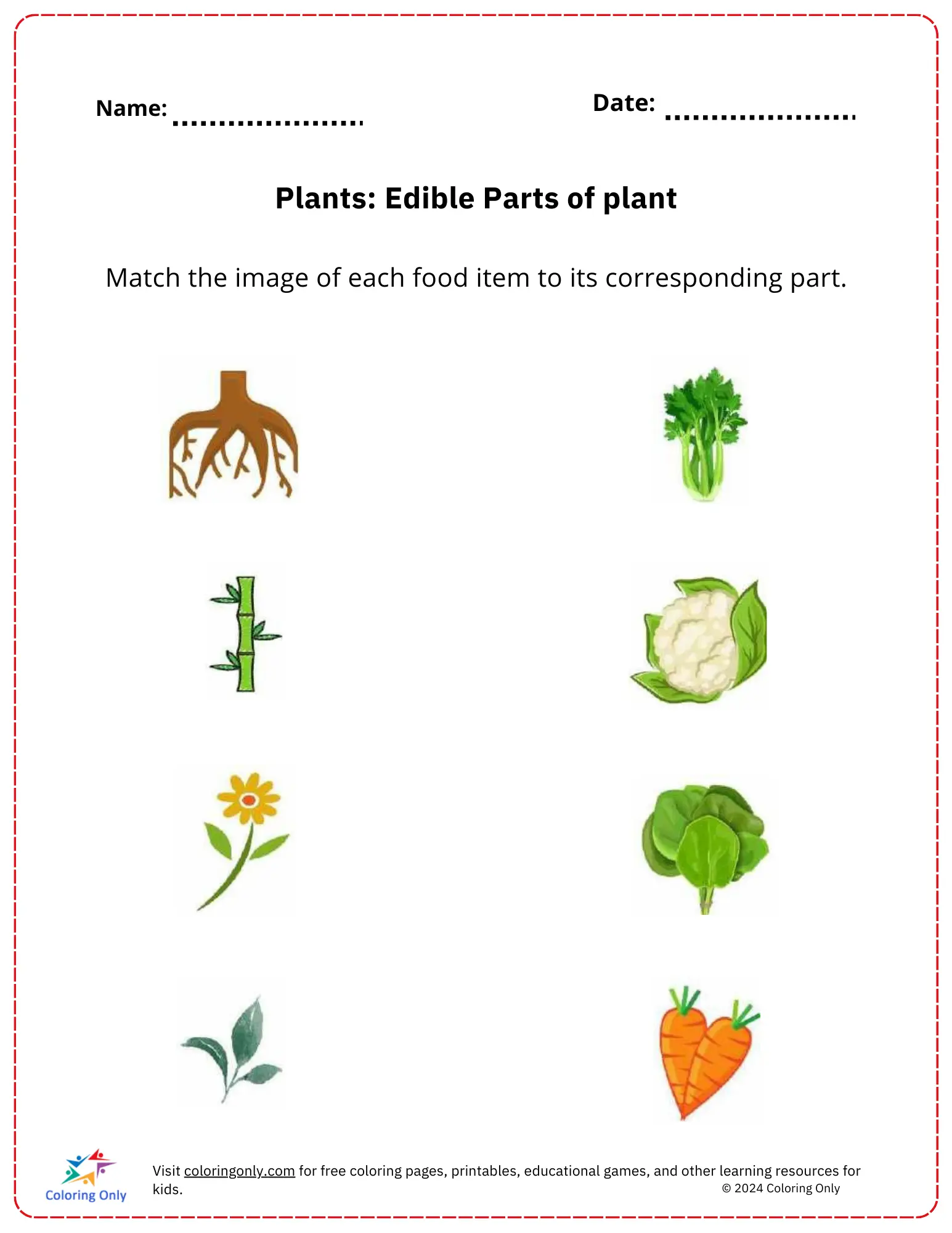 Beyond The Harvest: Which Edible Parts Of Vegetable Plants To Keep