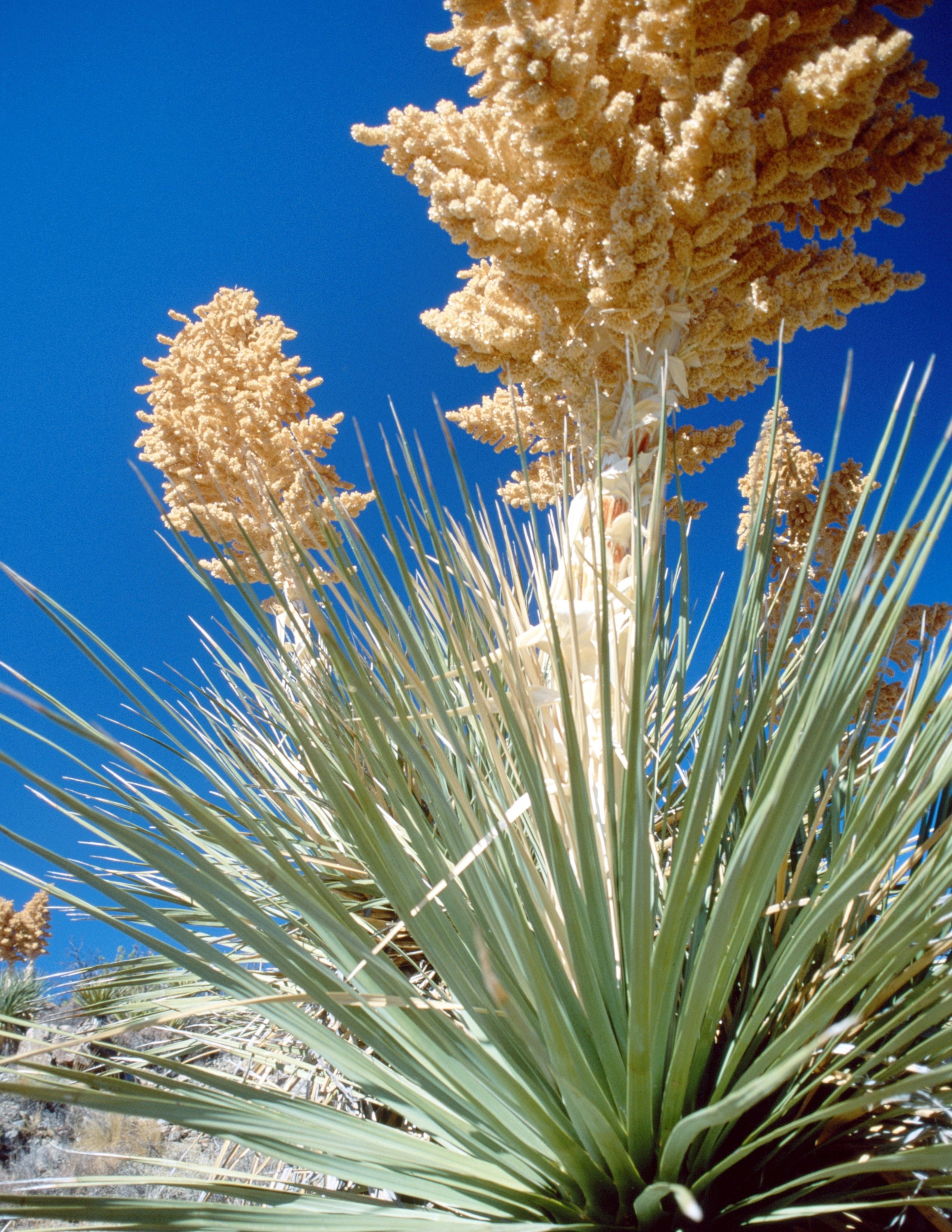 The Essential Guide To Edible Parts Of The Yucca Plant