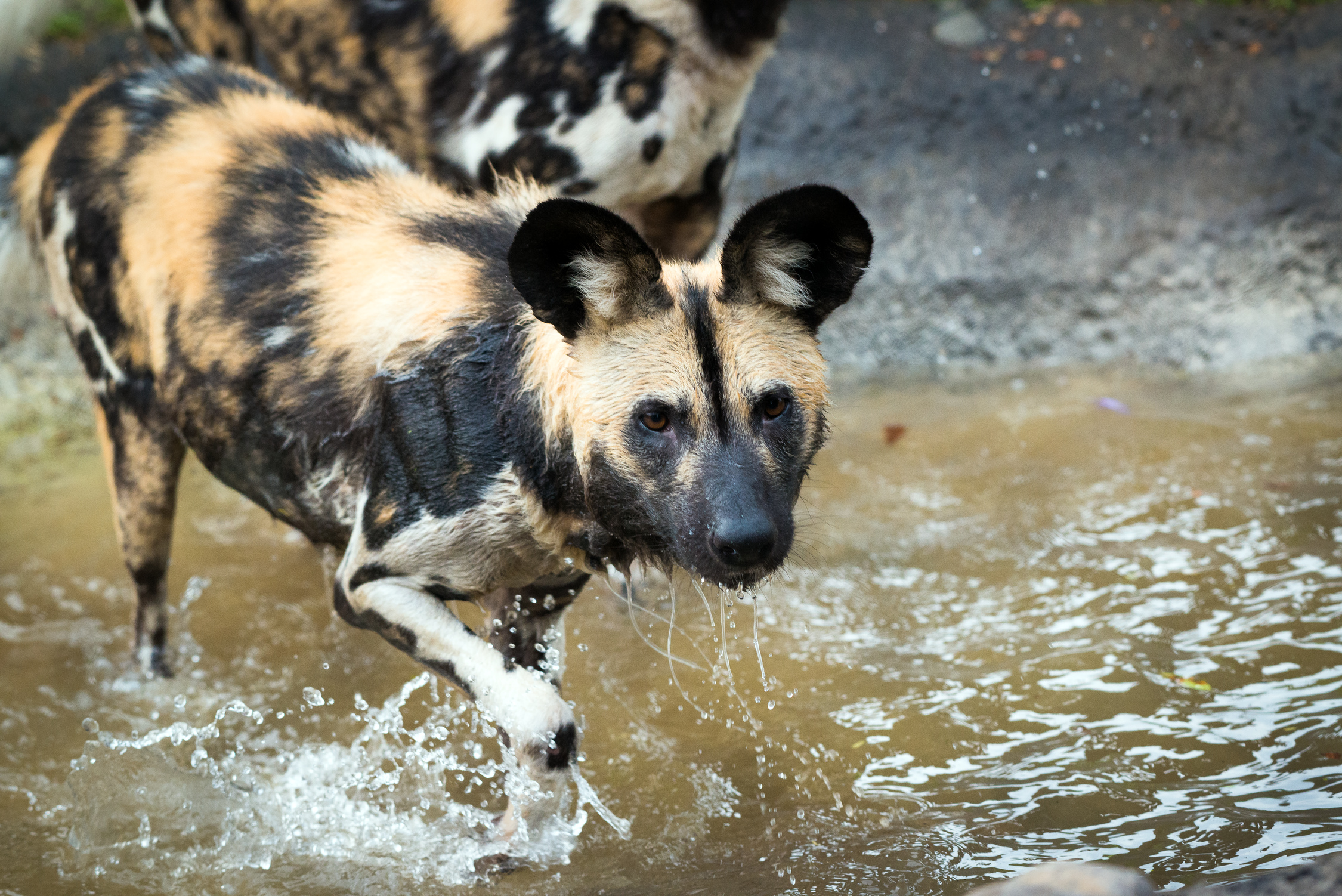 Endangered Vertebrates In The Philippines