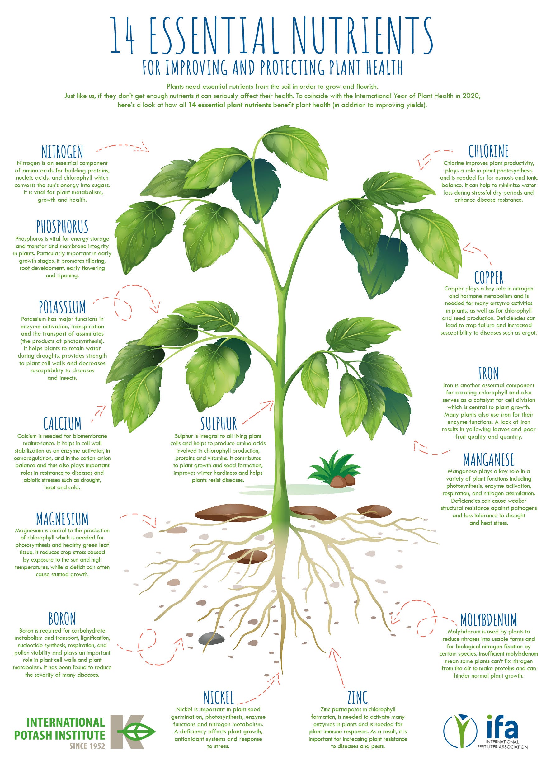 17 Essential Nutrients Required For Plant Growth Explained