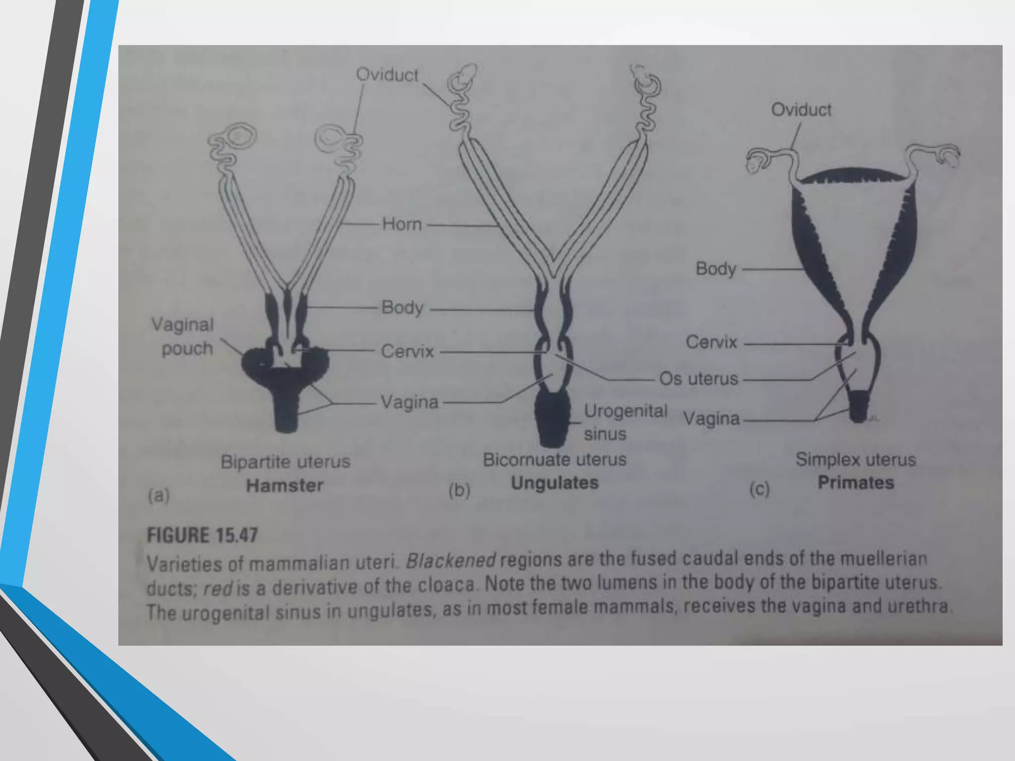 Evolution Mechanisms