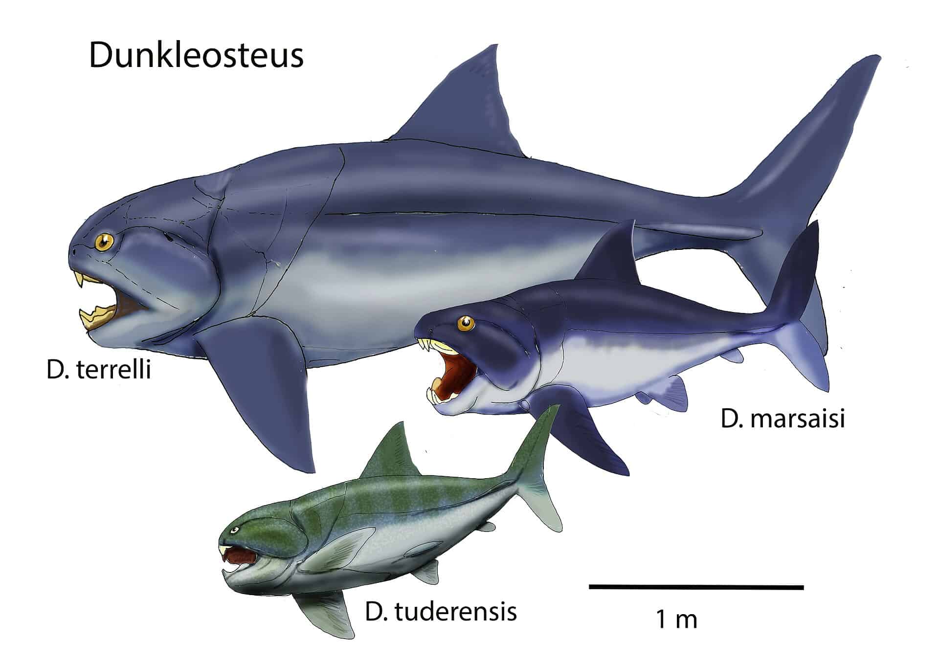 From Ancient Seas To Modern Bites: The Evolution Of Jaws