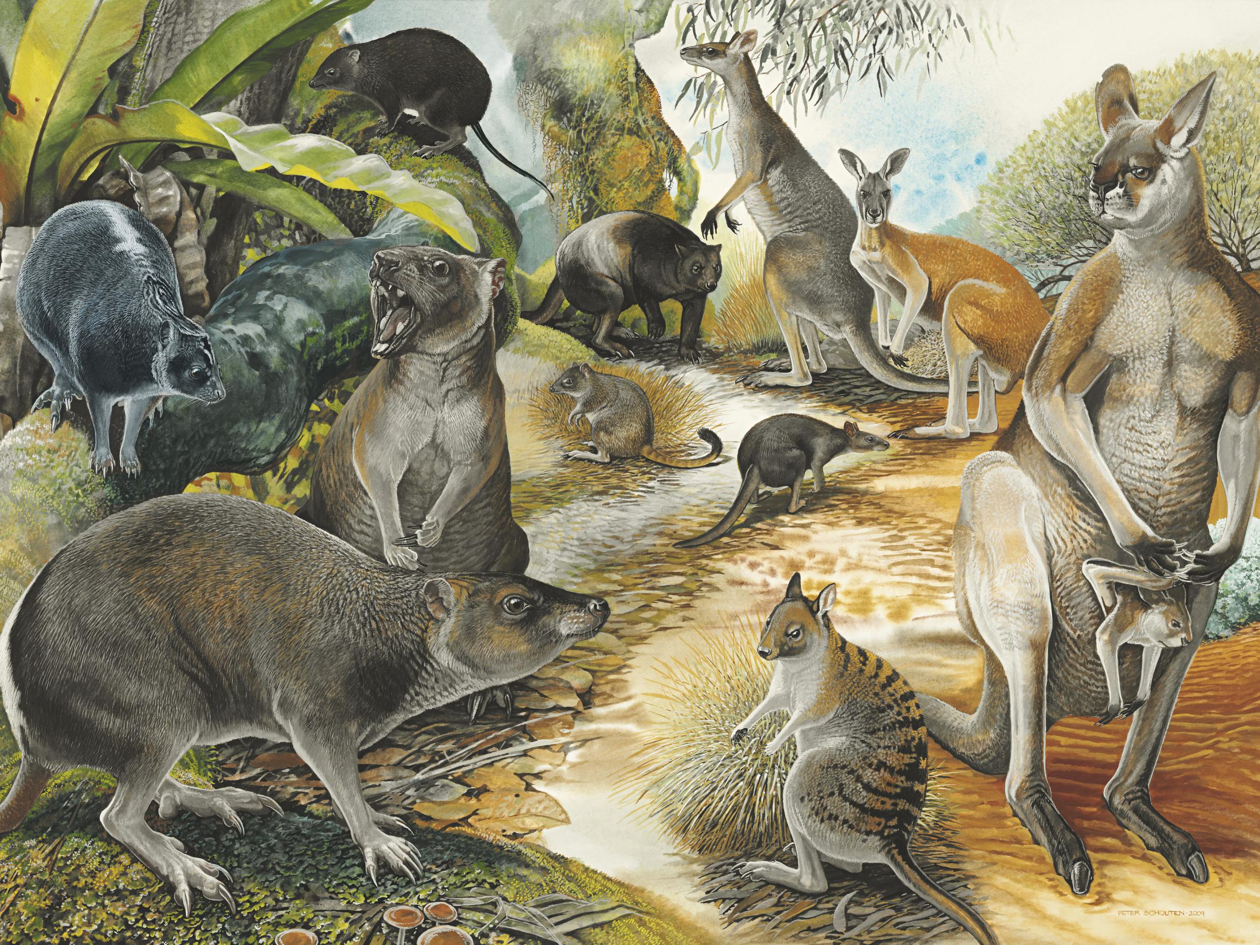 From Ancient Marsupials To Icons: The Evolution Of Kangaroos