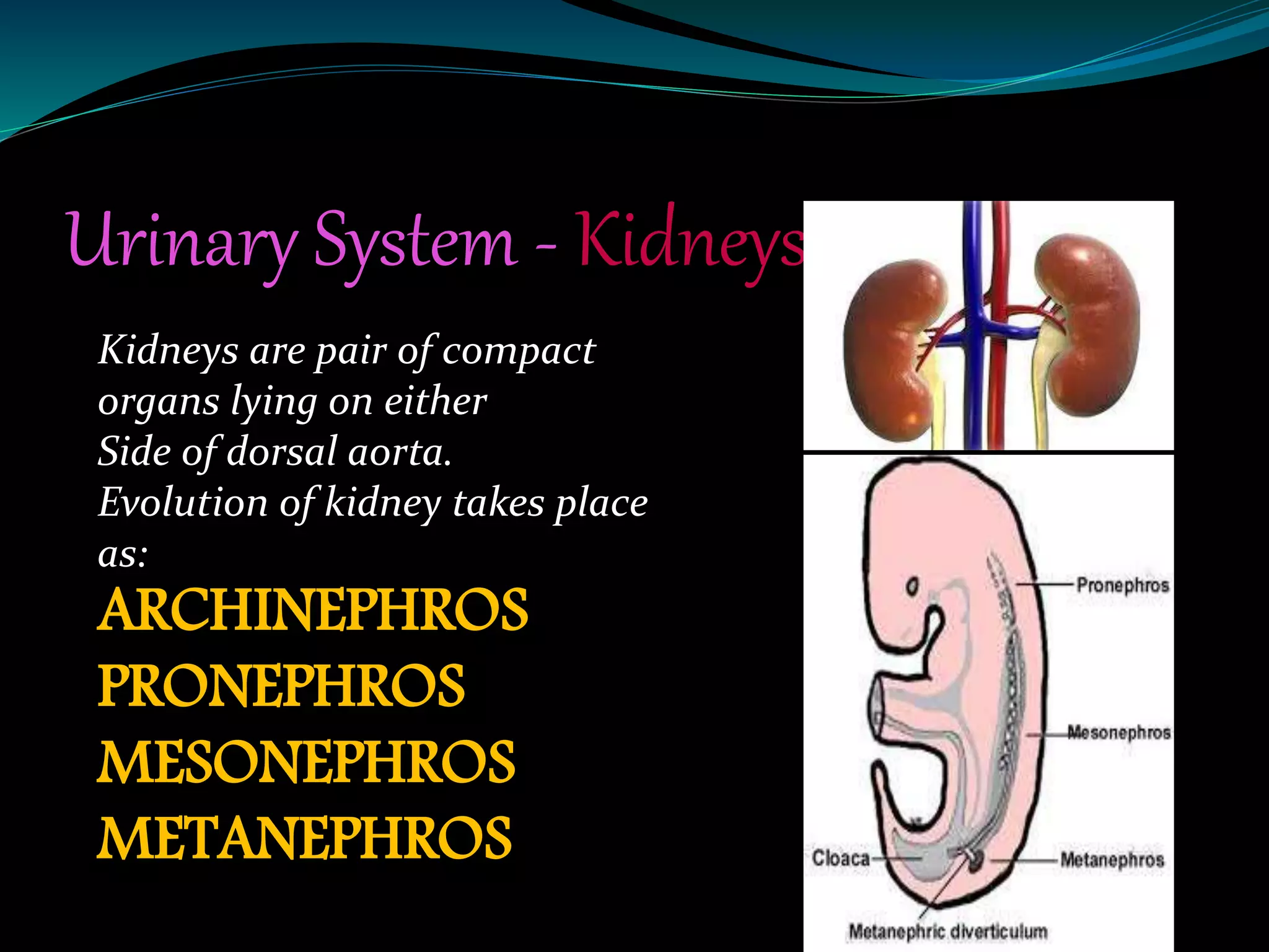 From Pronephros To Metanephros: The Evolution Of Kidney In Vertebrates