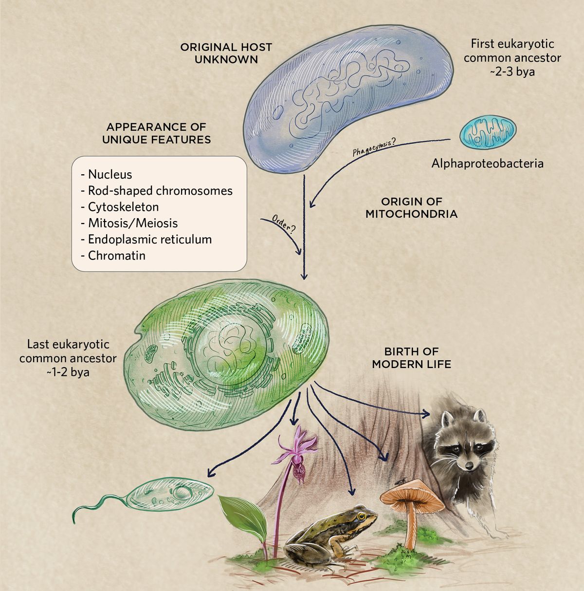 From Primordial Soup To Complexity: The Evolution Of Organisms