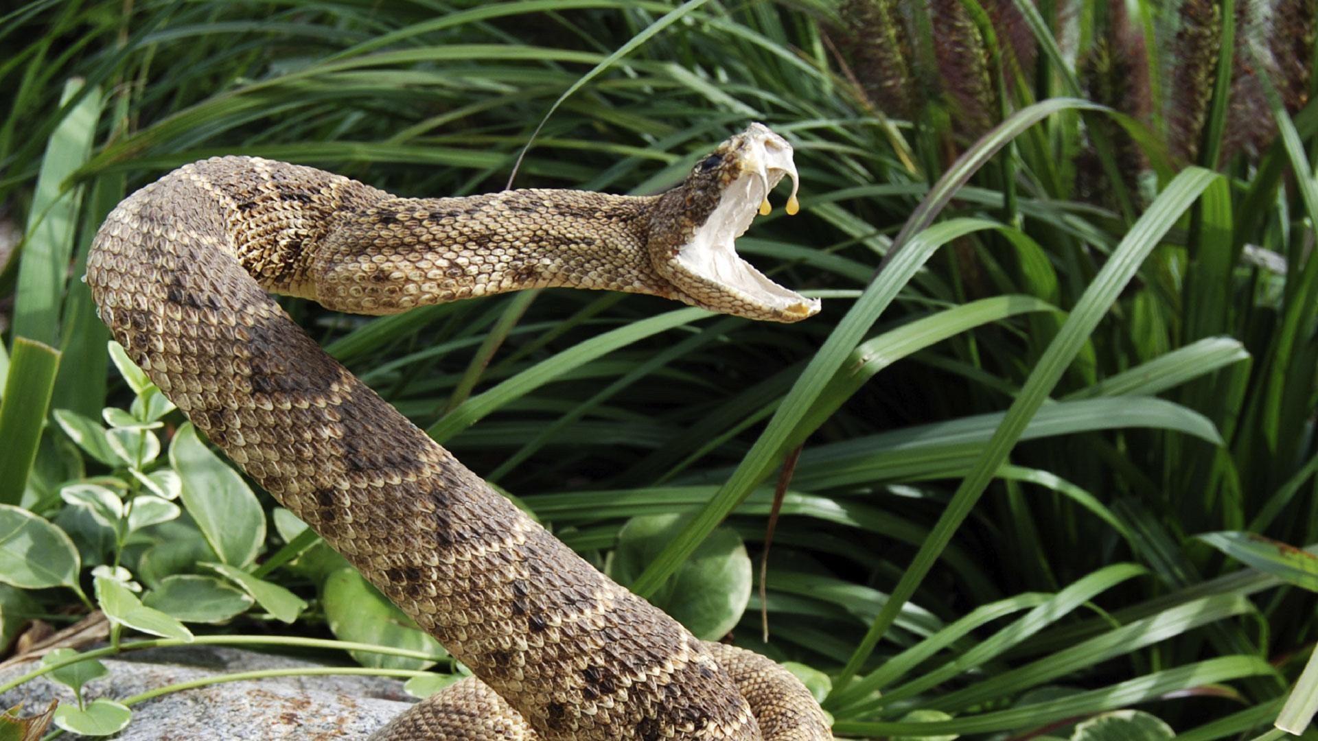 The Evolution Of Venom: How Nature’s Deadliest Weapon Refined Itself