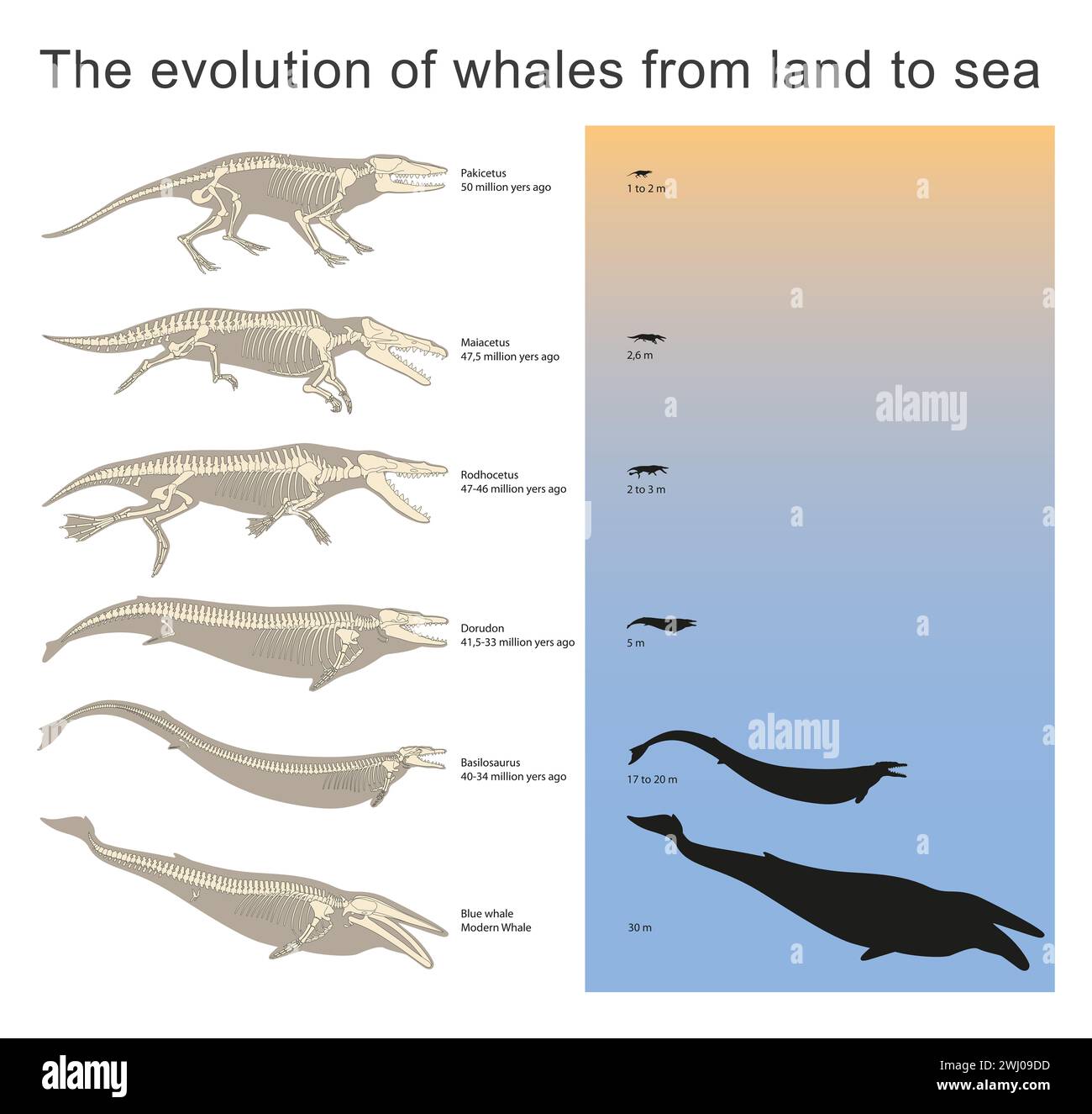 From Land To Sea: The Remarkable Evolution Of Whales