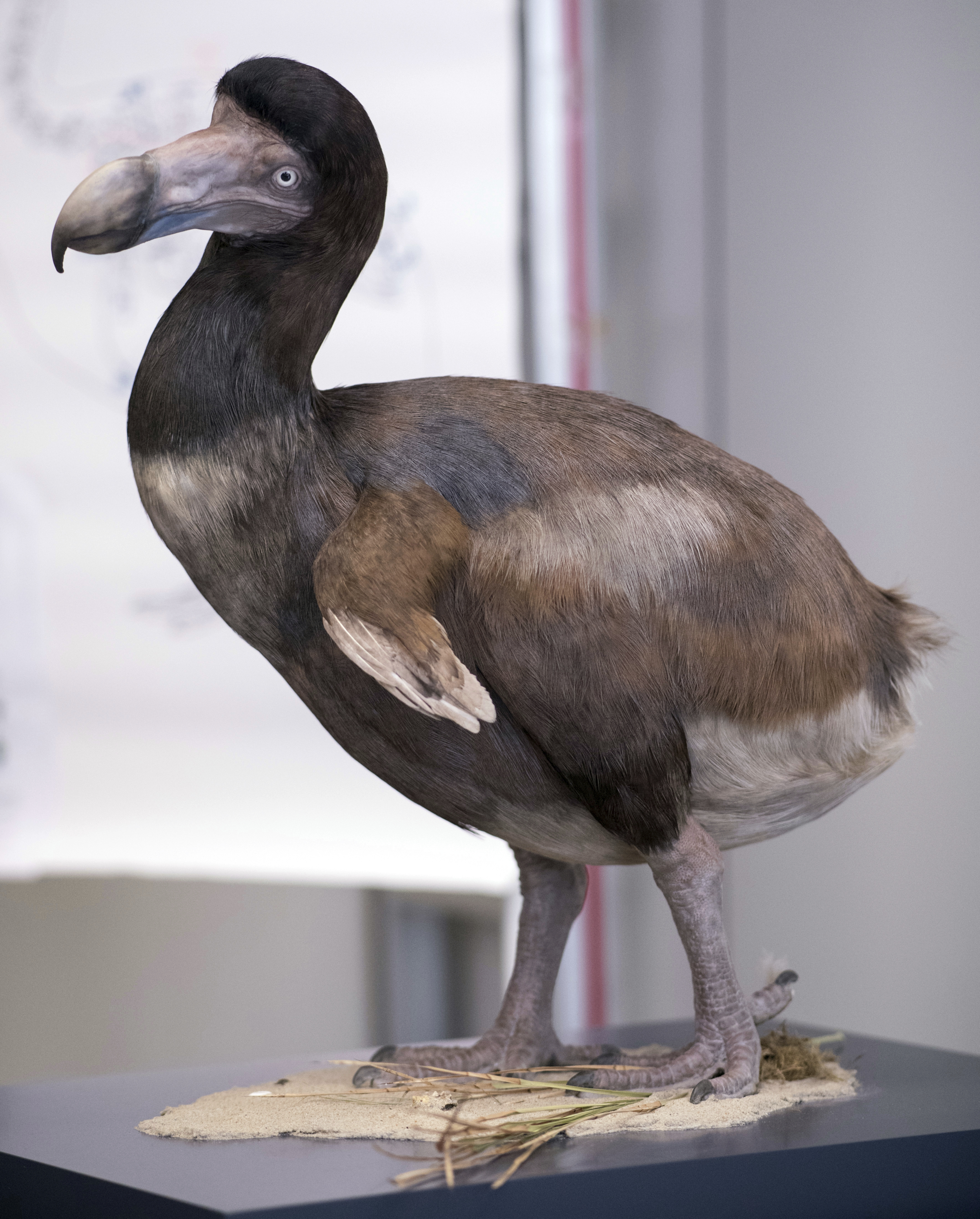 Extinct Of Wild