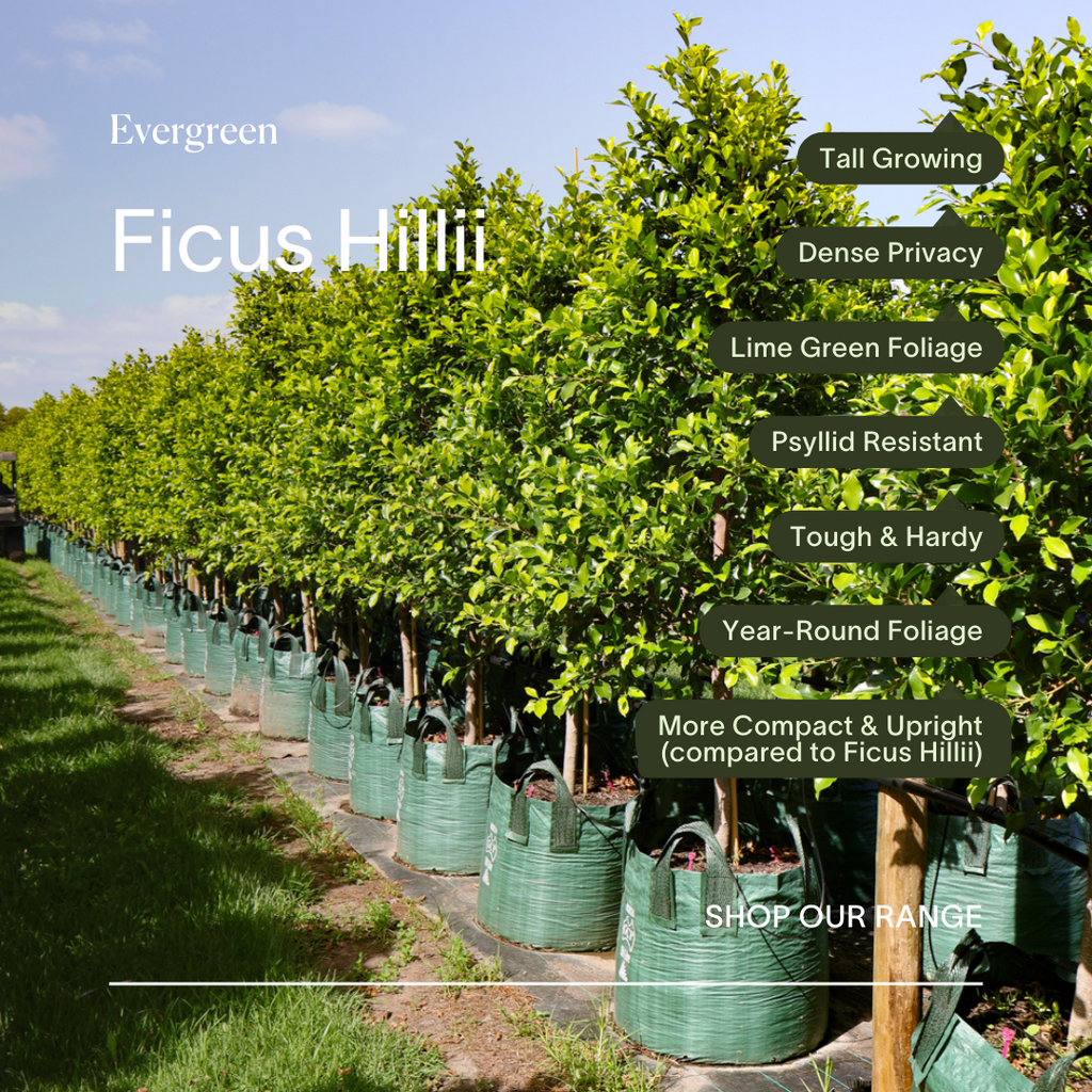 The Fastest Growing Hedge Plants For Australian Gardens 2026