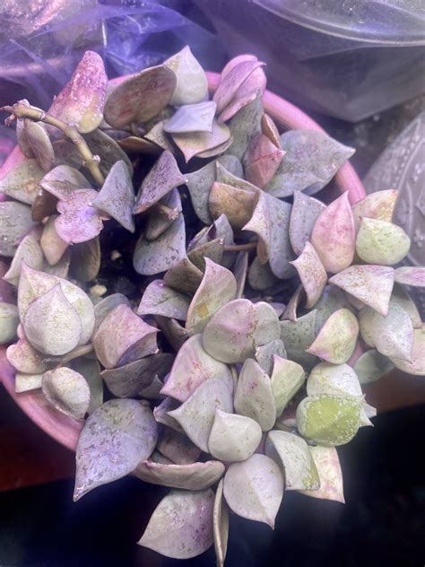 The Fastest Growing Hoya Varieties For Instant Jungle Vibes