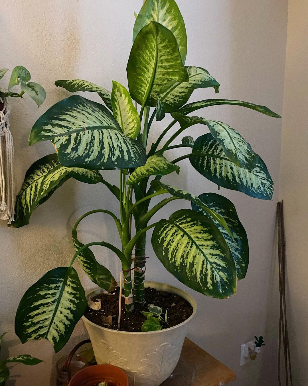 9 Fastest Growing Indoor Plants To Transform Your Home In 2026